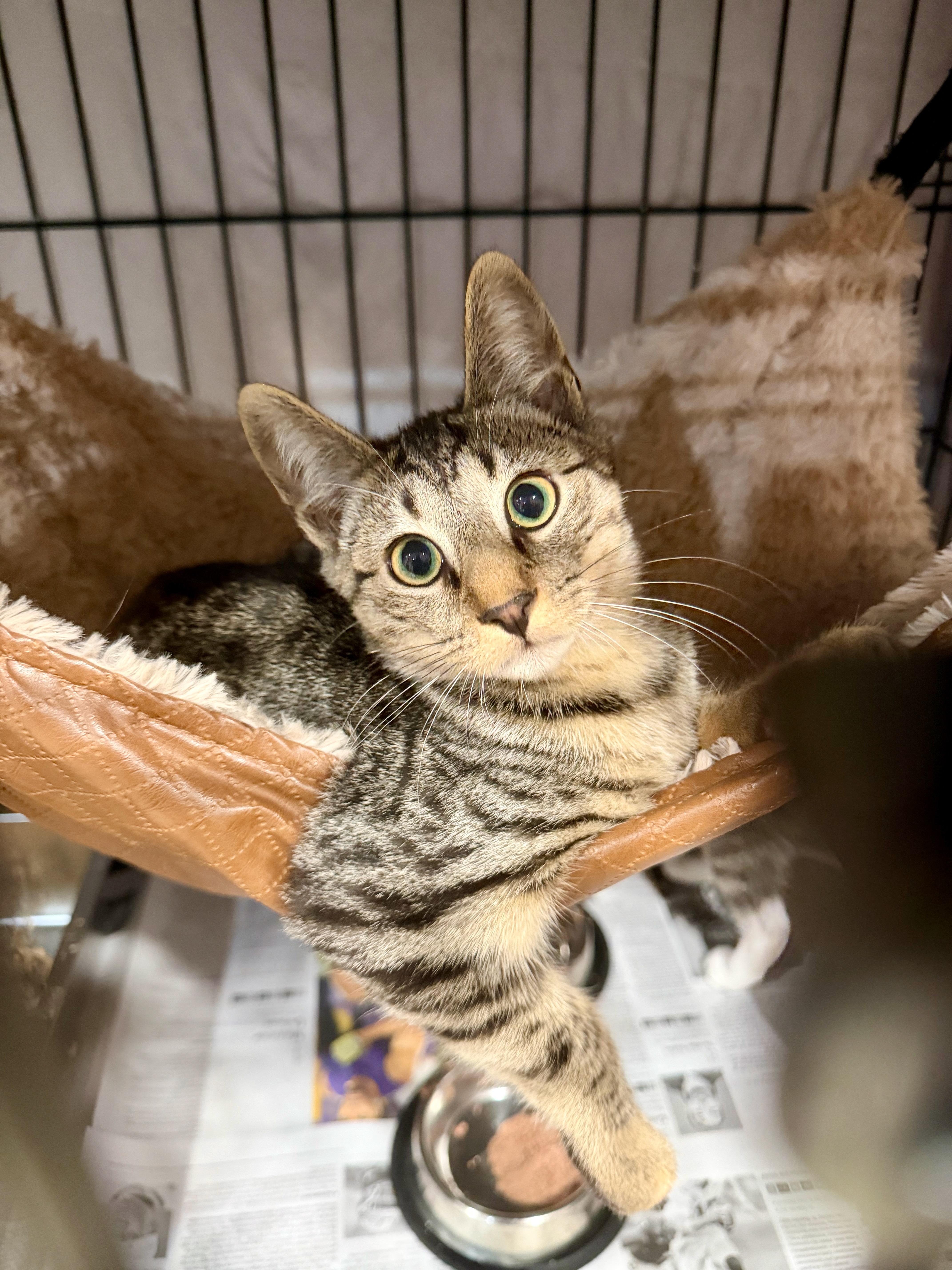 Enlarge Winston, a ADOPTABLE Domestic Short Hair in Manhasset, NY image 2/4