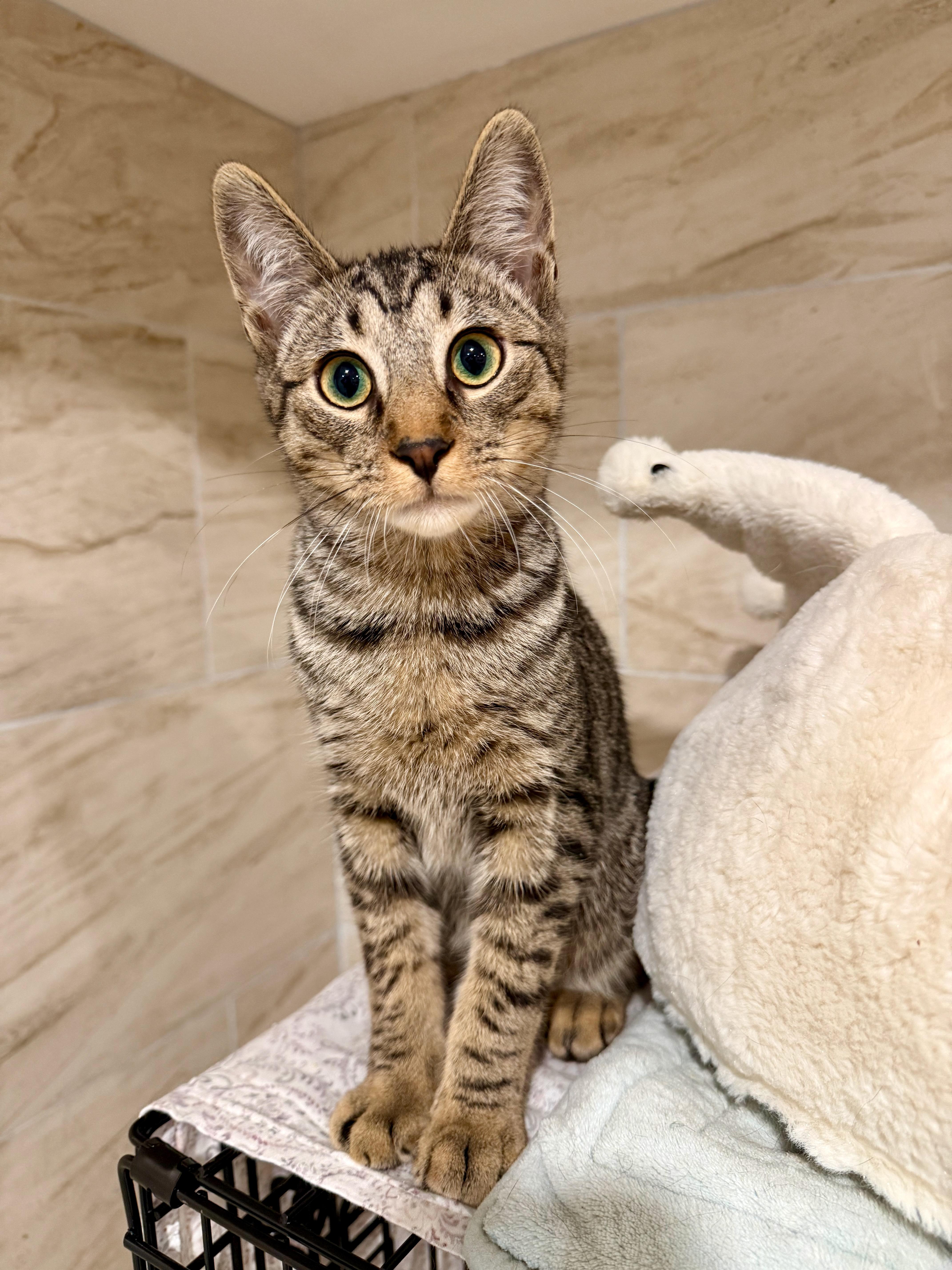 Enlarge Winston, a ADOPTABLE Domestic Short Hair in Manhasset, NY image 4/4