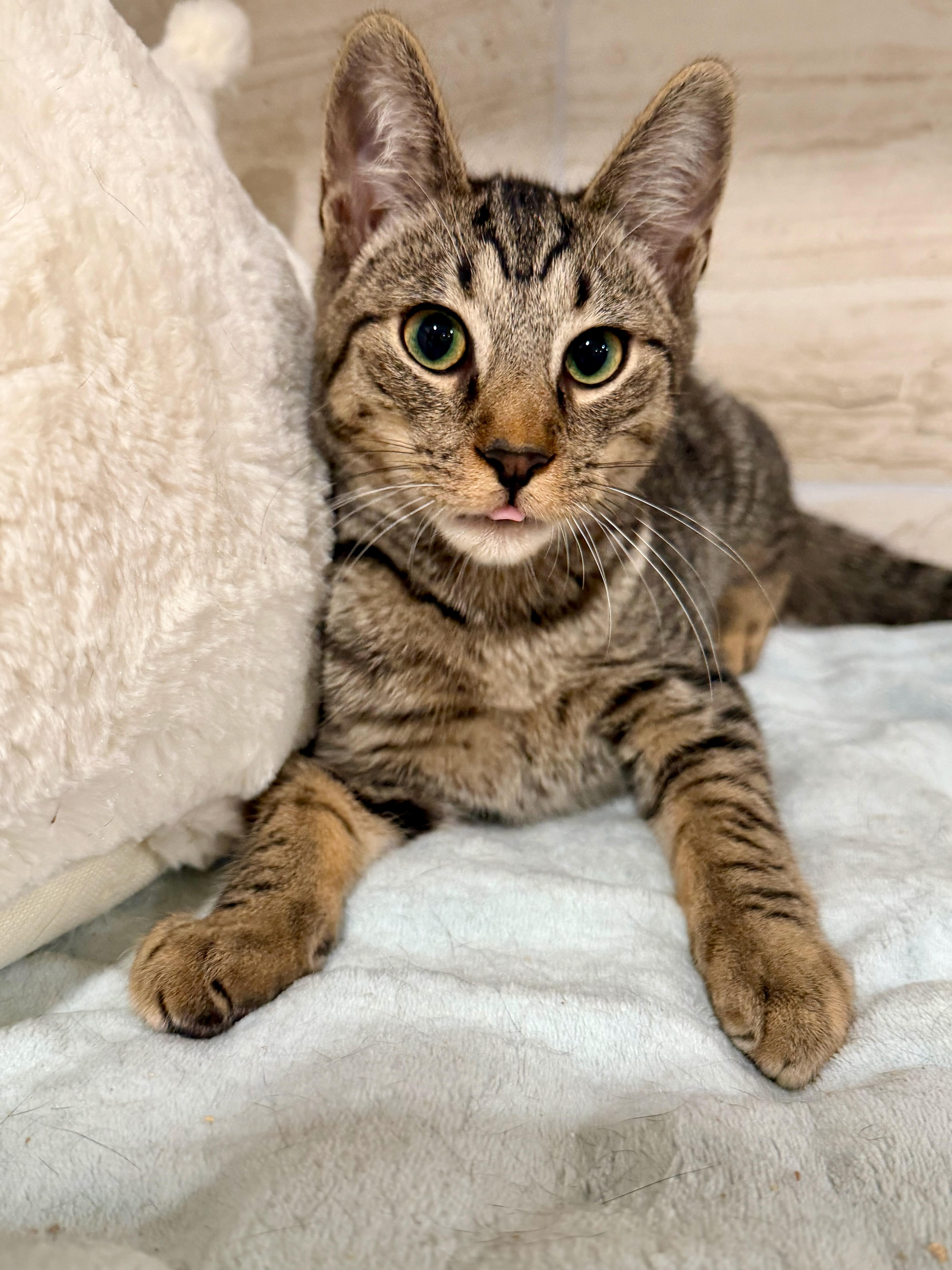 Enlarge Winston, a ADOPTABLE Domestic Short Hair in Manhasset, NY image 3/4
