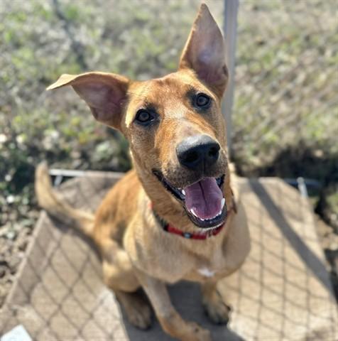GRAHAM, Adoptable, Young Male Labrador Retriever.