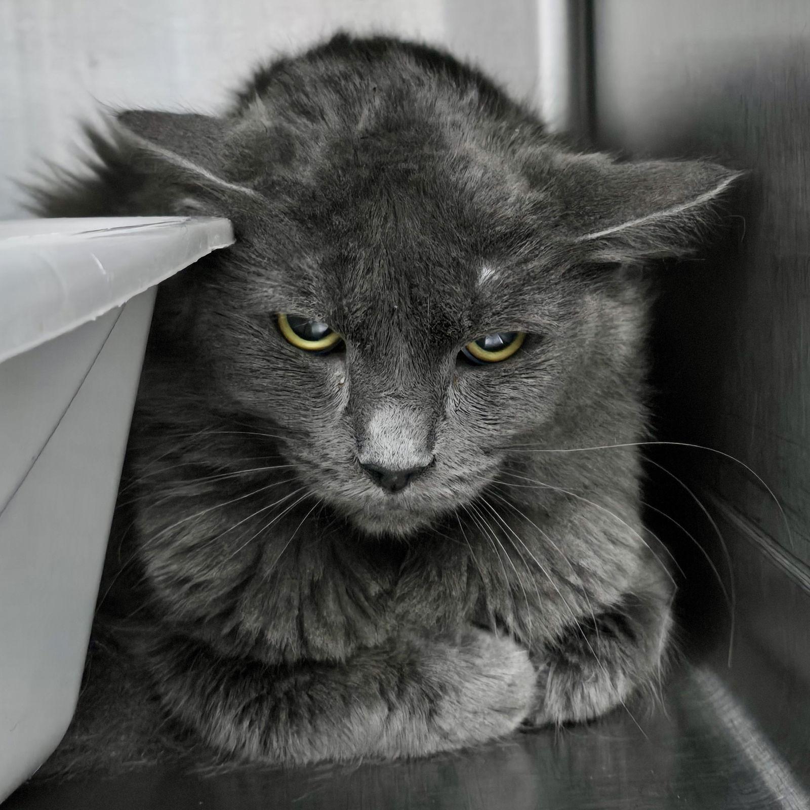 Calista, Adopted, Kitten Female Domestic Short Hair.