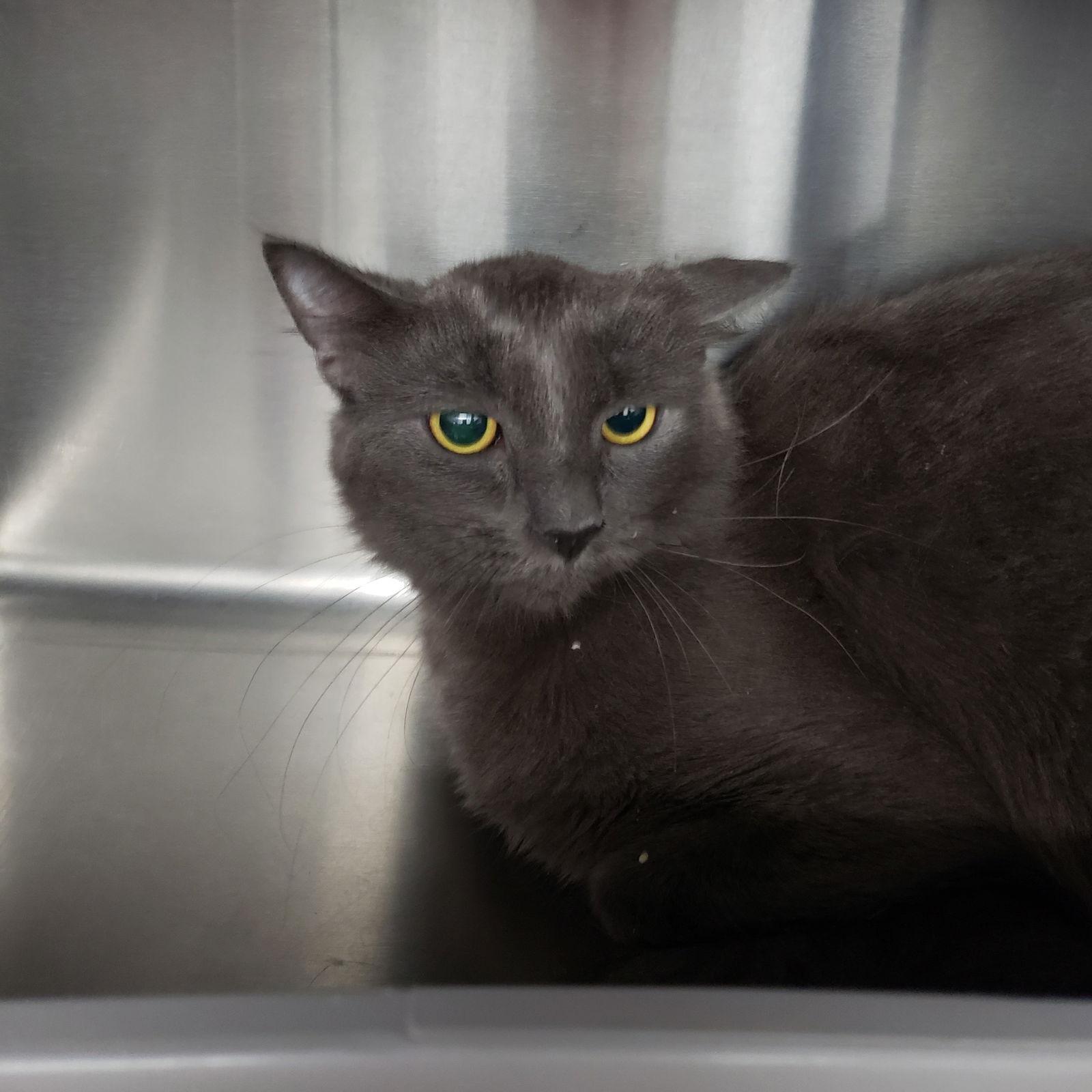 Enlarge Calista, a Adopted Domestic Short Hair in Oakland, CA image 2/3