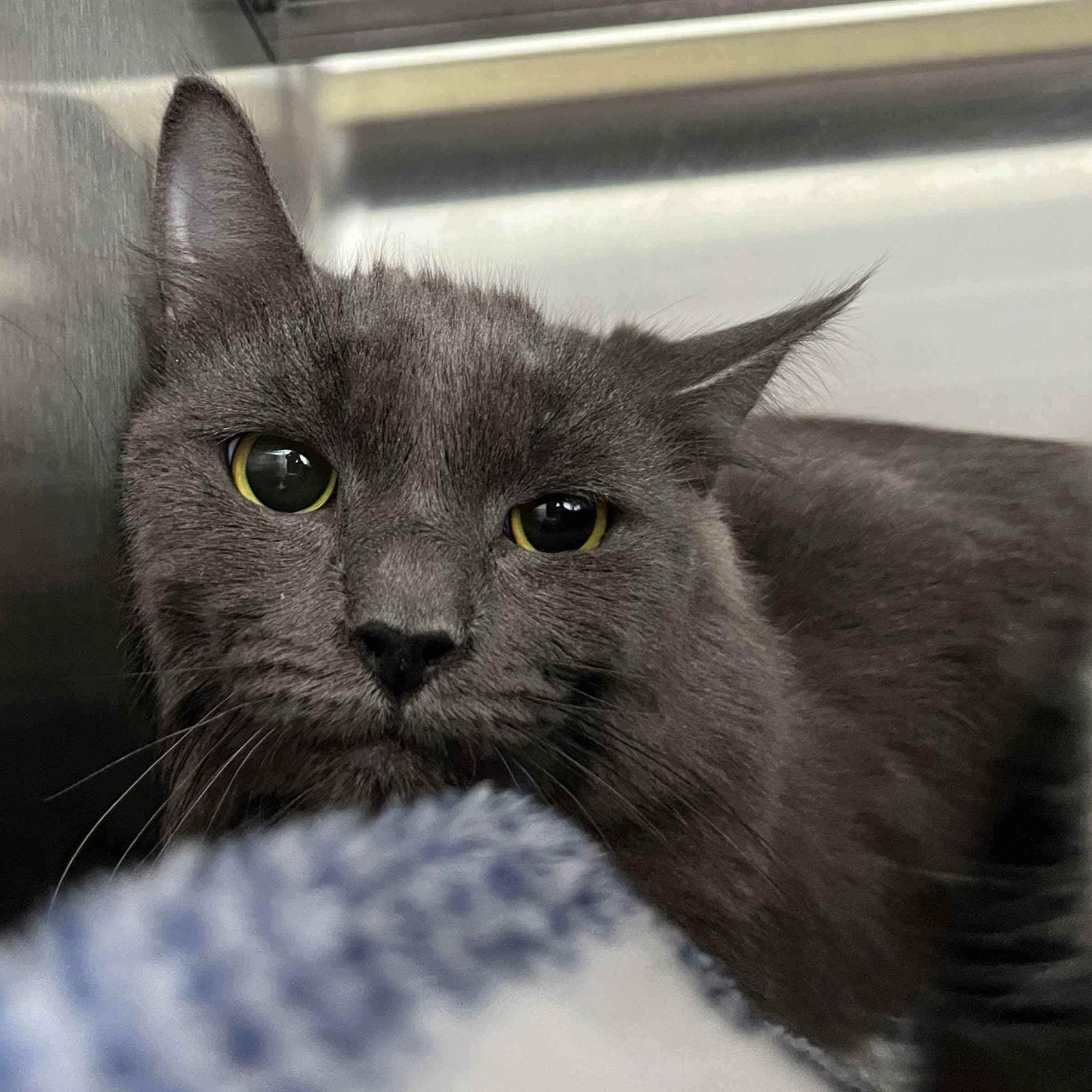 Enlarge Calista, a Adopted Domestic Short Hair in Oakland, CA image 3/3