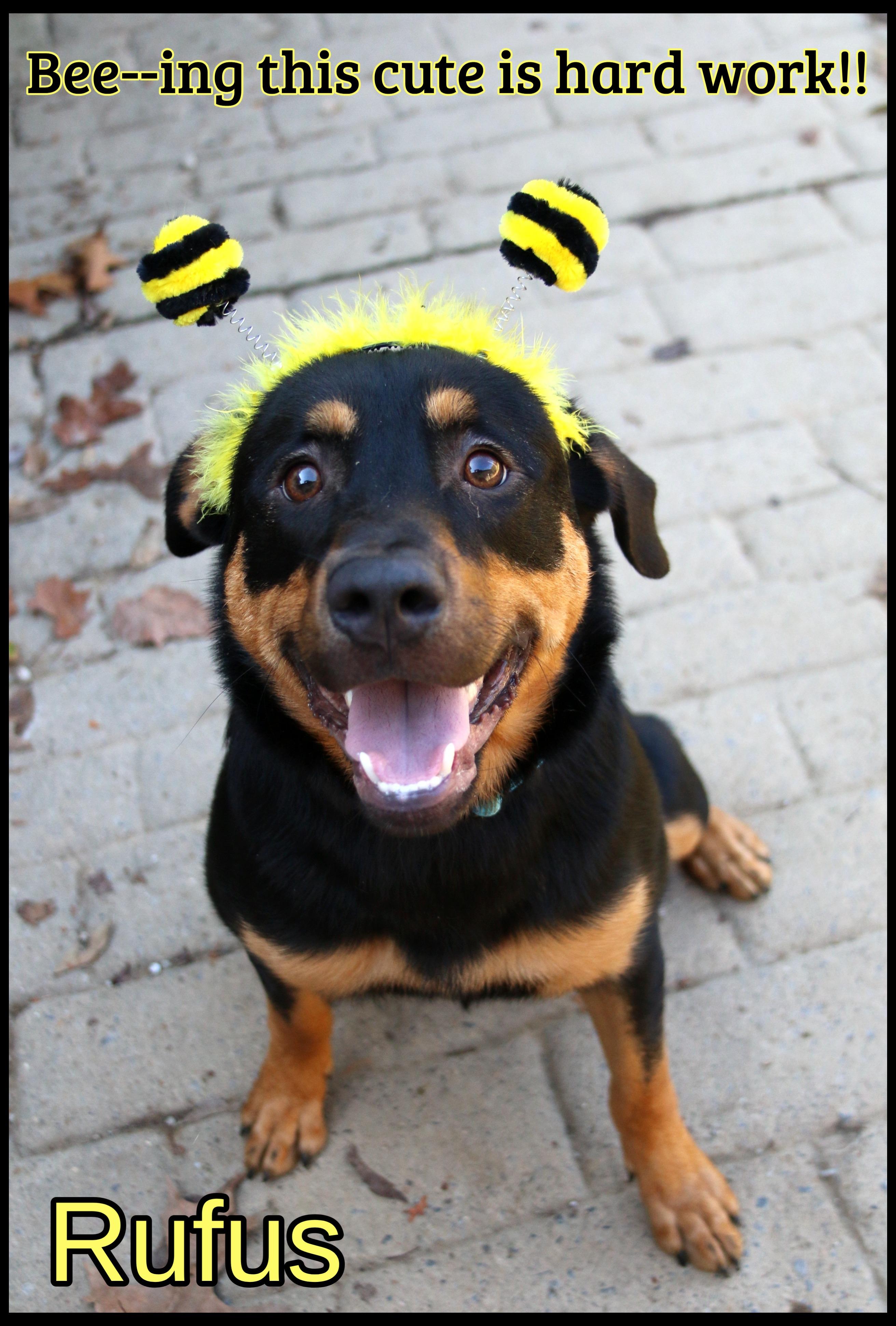 Enlarge Rufus, a Adoptable mixed breed in Shippenville, PA image 1/5