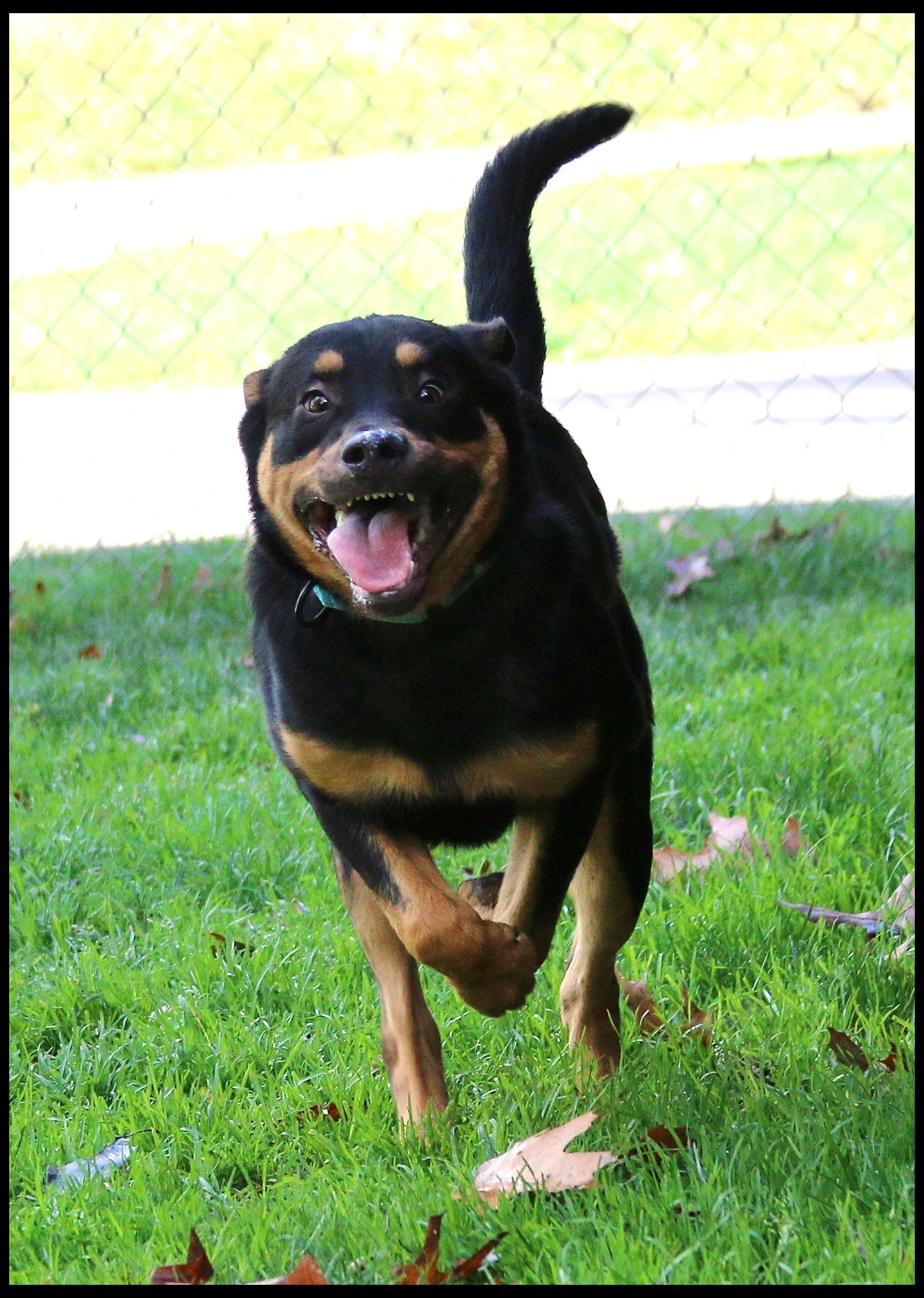 Enlarge Rufus, a Adoptable mixed breed in Shippenville, PA image 3/5