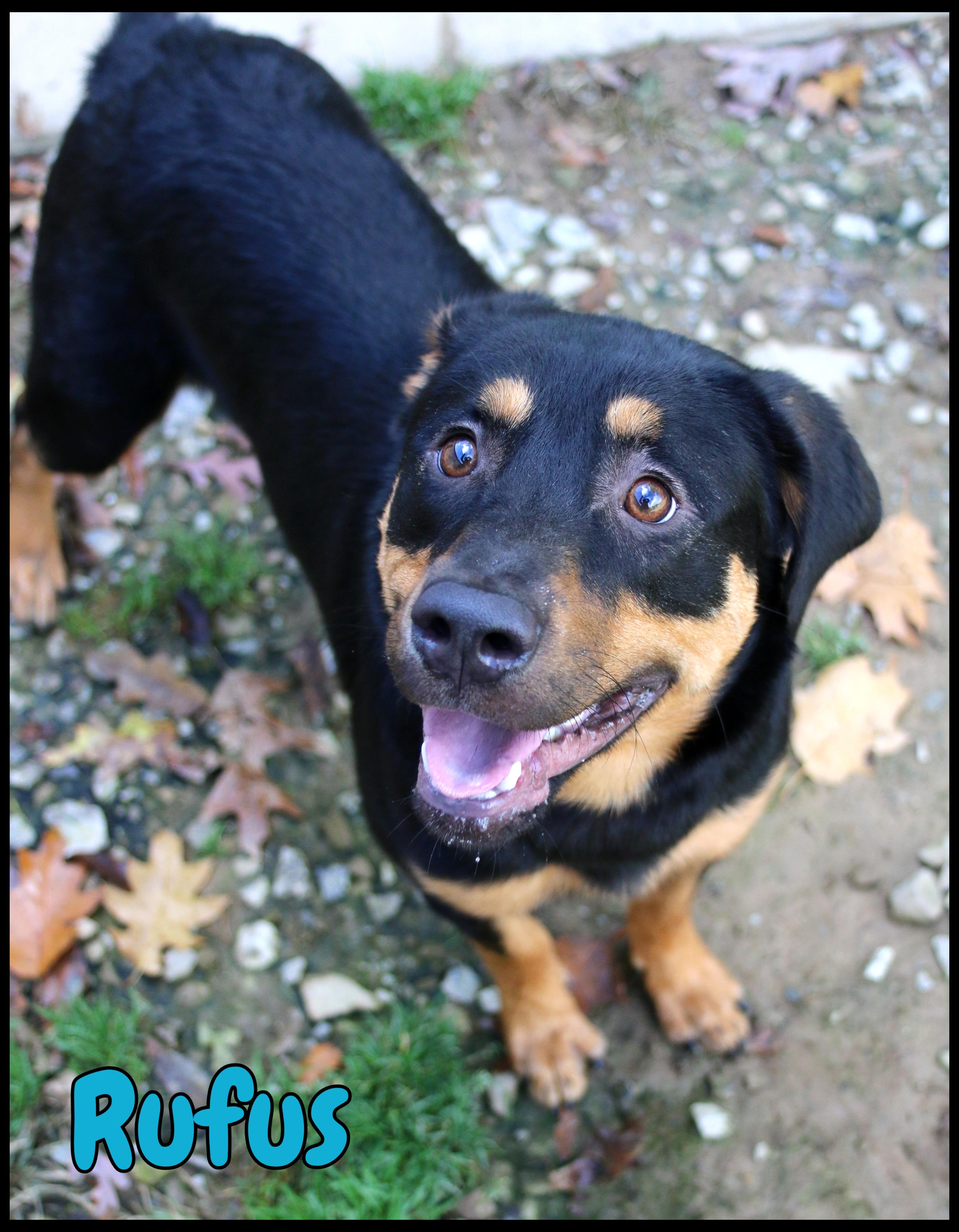 Enlarge Rufus, a Adoptable mixed breed in Shippenville, PA image 2/5