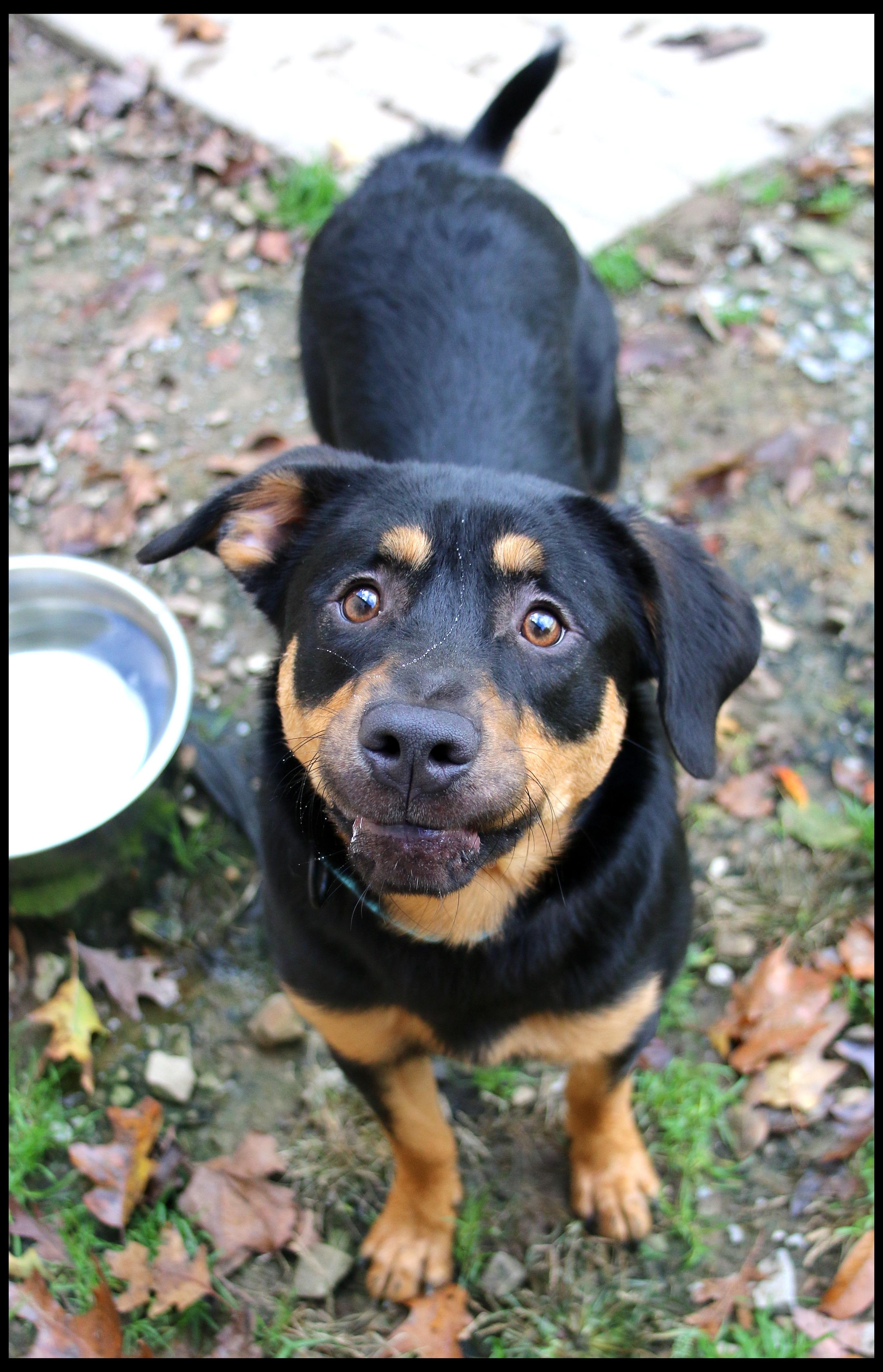 Enlarge Rufus, a Adoptable mixed breed in Shippenville, PA image 4/5