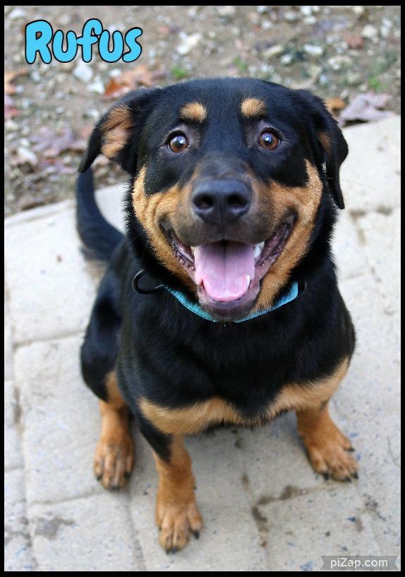 Enlarge Rufus, a Adoptable mixed breed in Shippenville, PA image 5/5