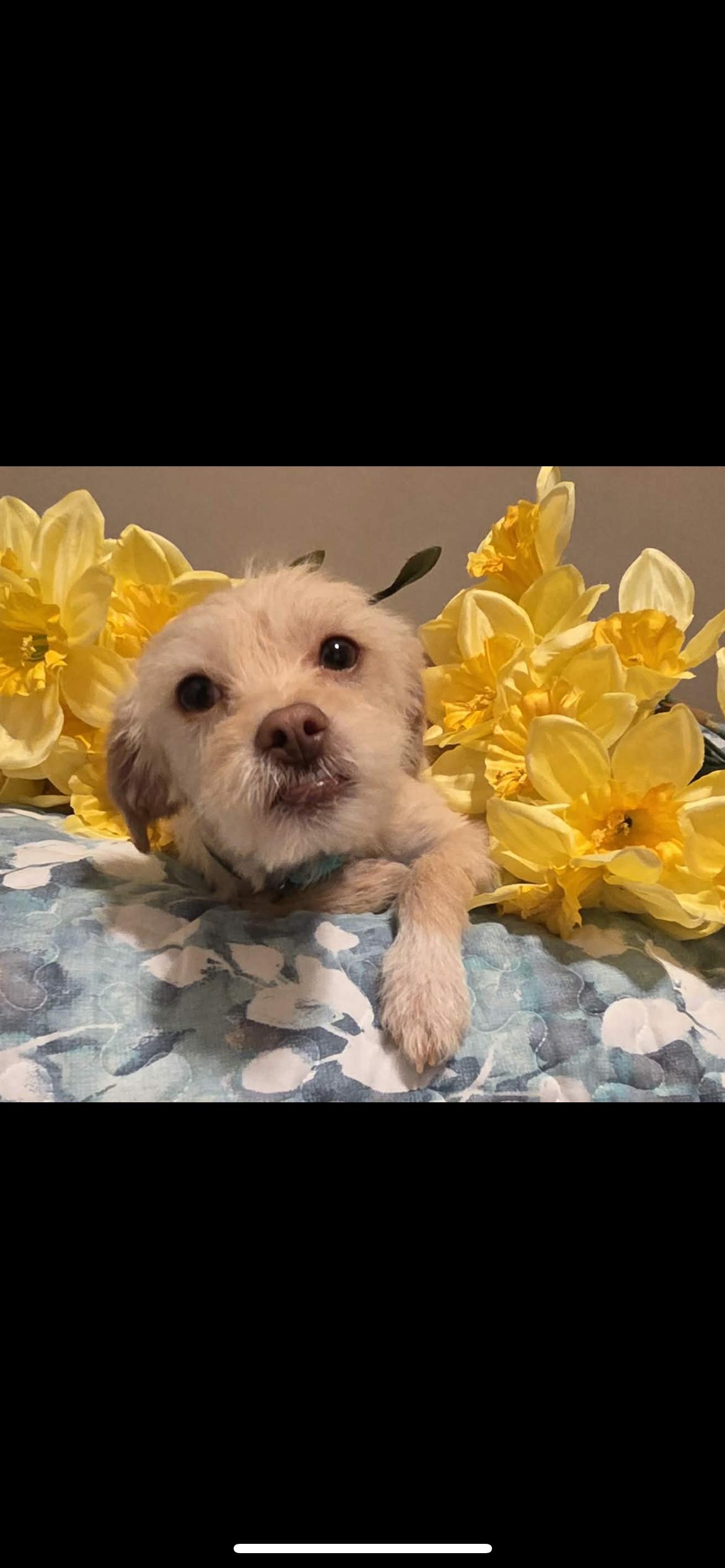 Enlarge Gibs, a Adoptable mixed breed in Hamden, CT image 5/6