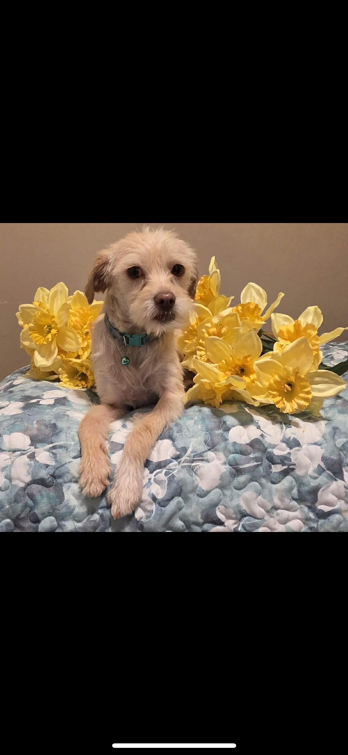 Enlarge Gibs, a Adoptable mixed breed in Hamden, CT image 4/6