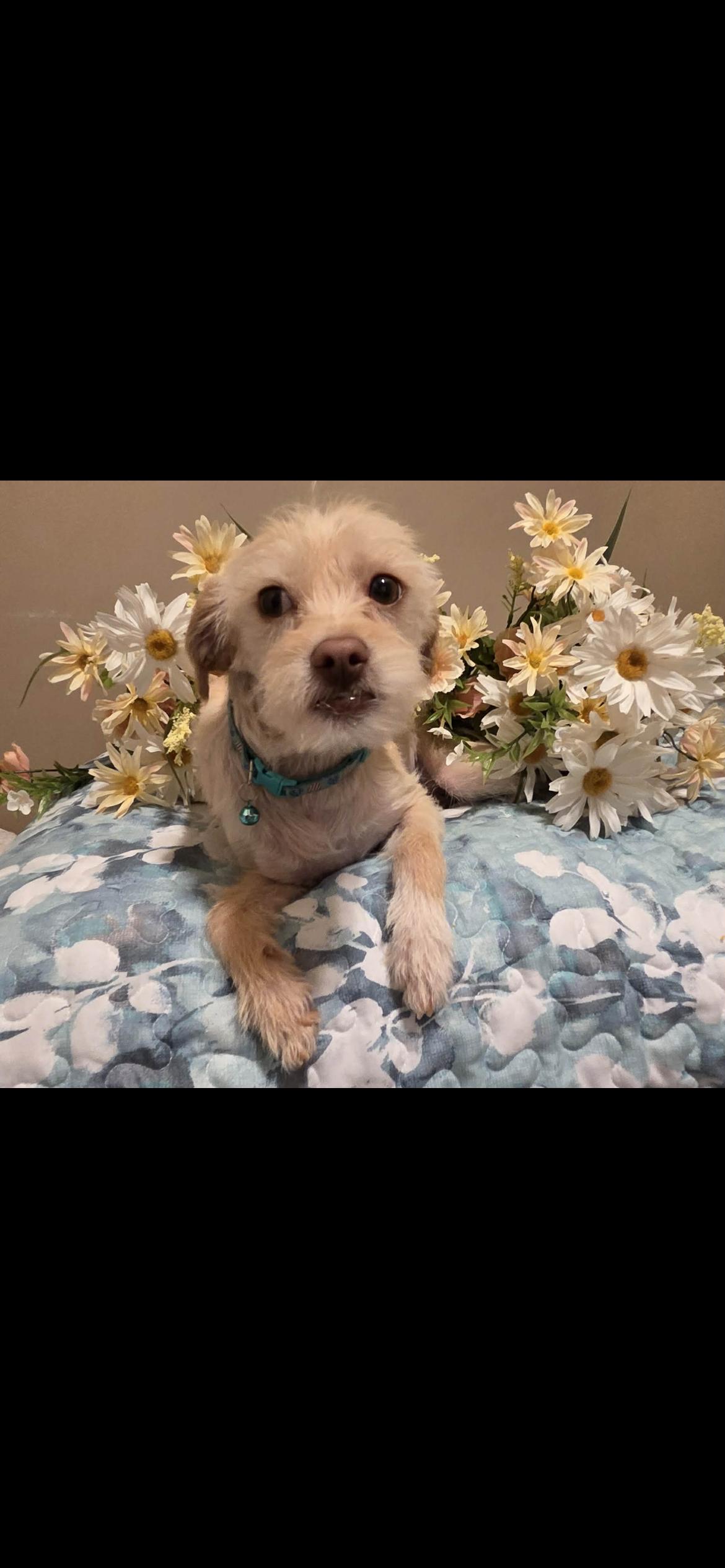 Enlarge Gibs, a Adoptable mixed breed in Hamden, CT image 2/6