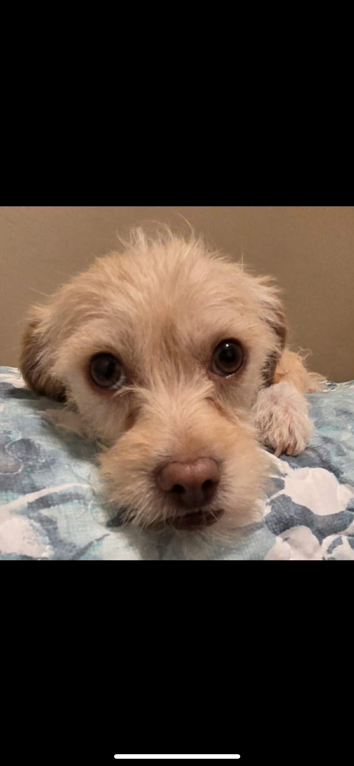 Enlarge Gibs, a Adoptable mixed breed in Hamden, CT image 6/6