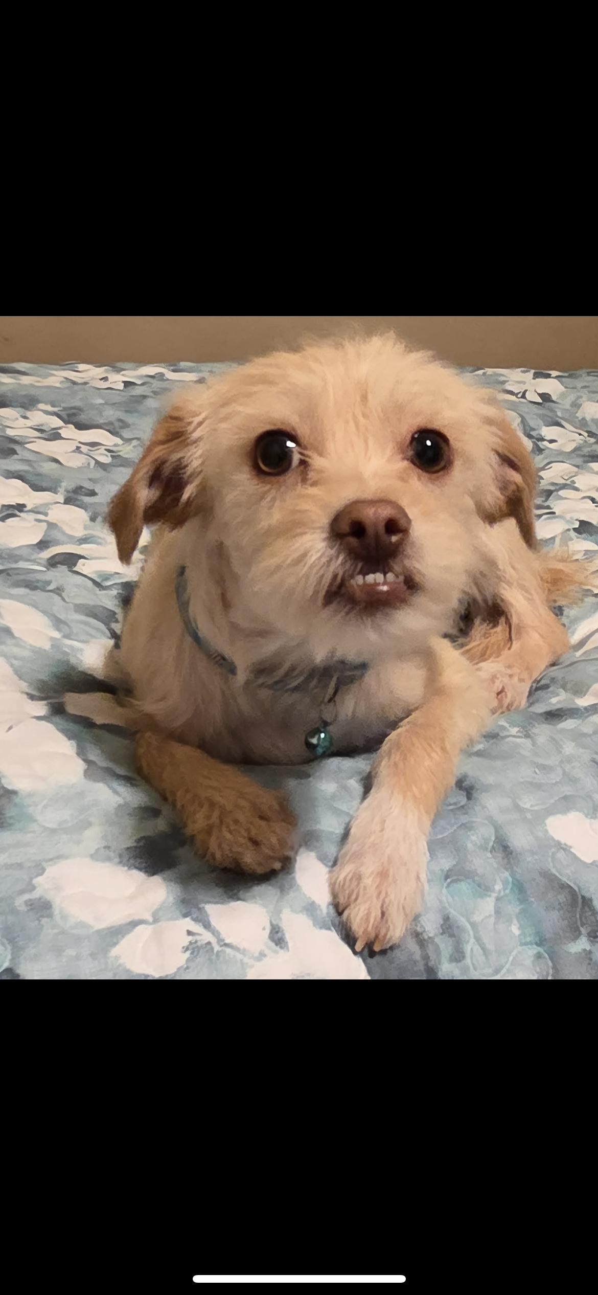 Enlarge Gibs, a Adoptable mixed breed in Hamden, CT image 3/6