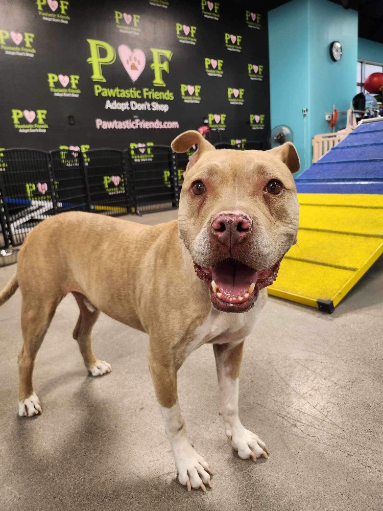Chance, a Adoptable Pit Bull Terrier in Las Vegas, NV image 1/2
