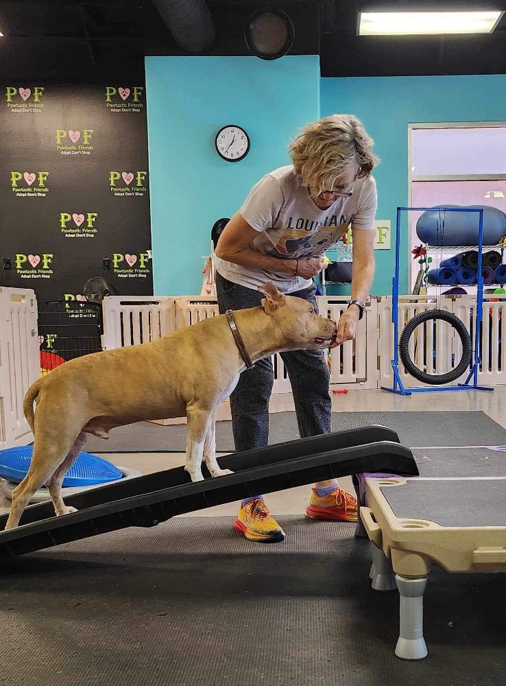 Chance, a Adoptable Pit Bull Terrier in Las Vegas, NV image 2/2