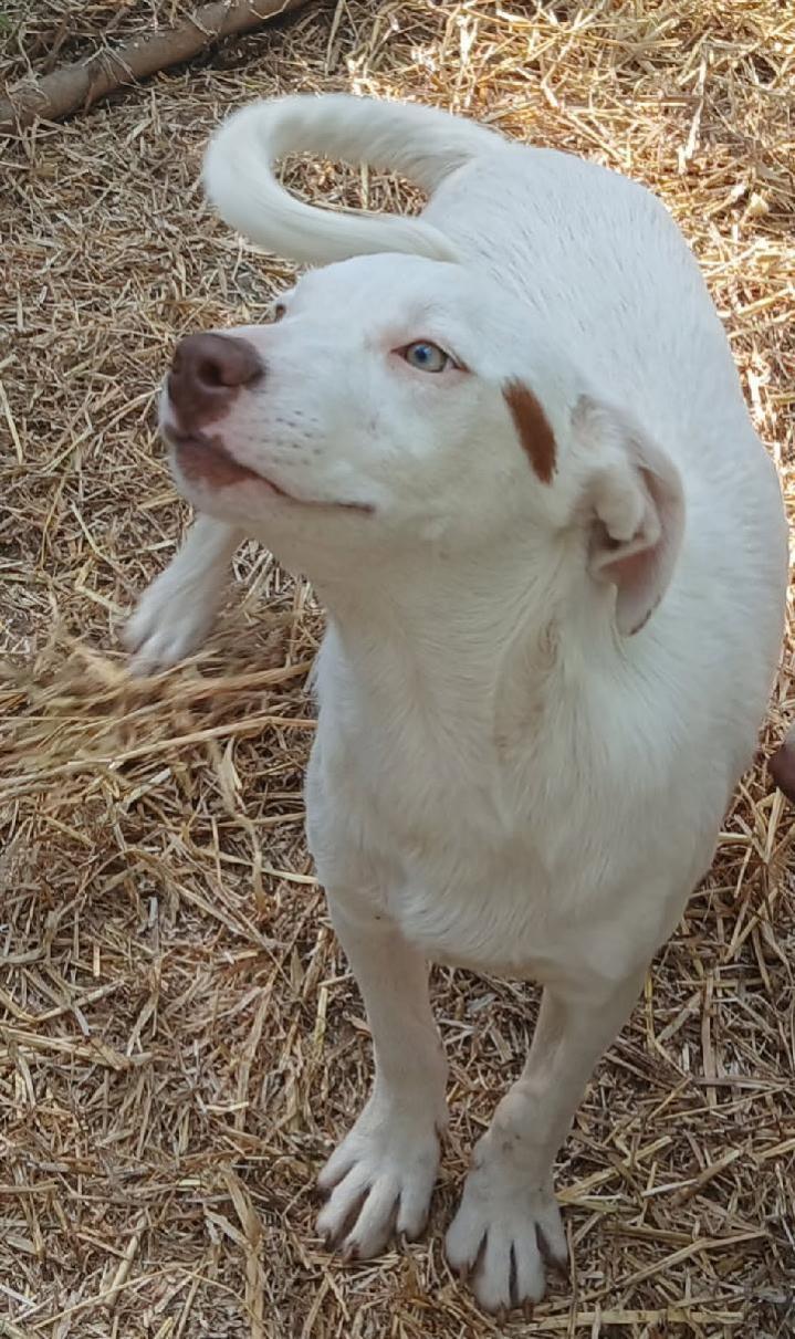 Gus, a ADOPTABLE mixed breed in Mena, AR image 1/2