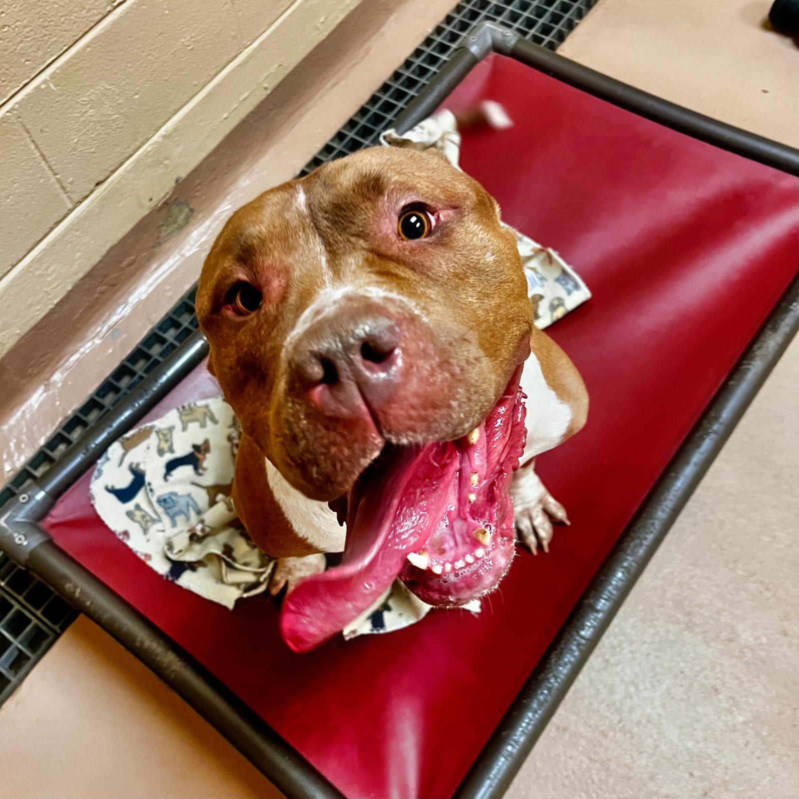 Honey, Adopted, Adult Female American Bulldog.