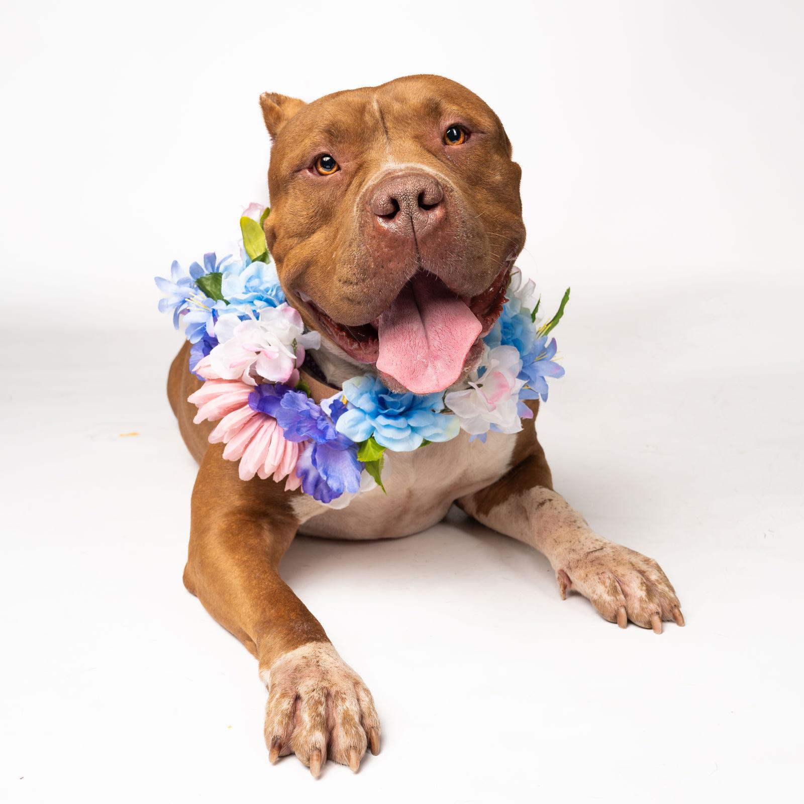 Enlarge Honey, a Adopted American Bulldog in Atlanta, GA image 2/3