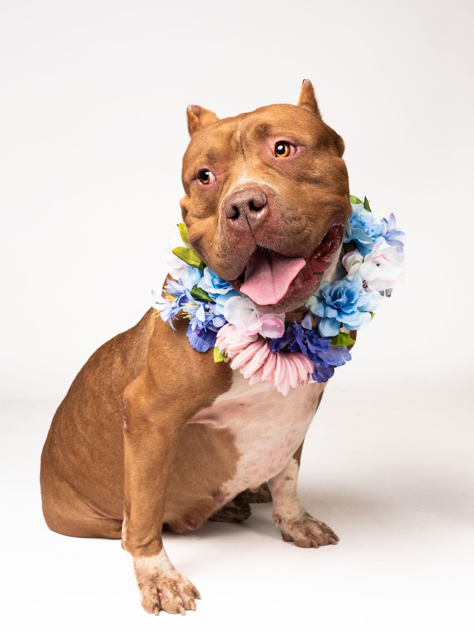 Enlarge Honey, a Adopted American Bulldog in Atlanta, GA image 3/3