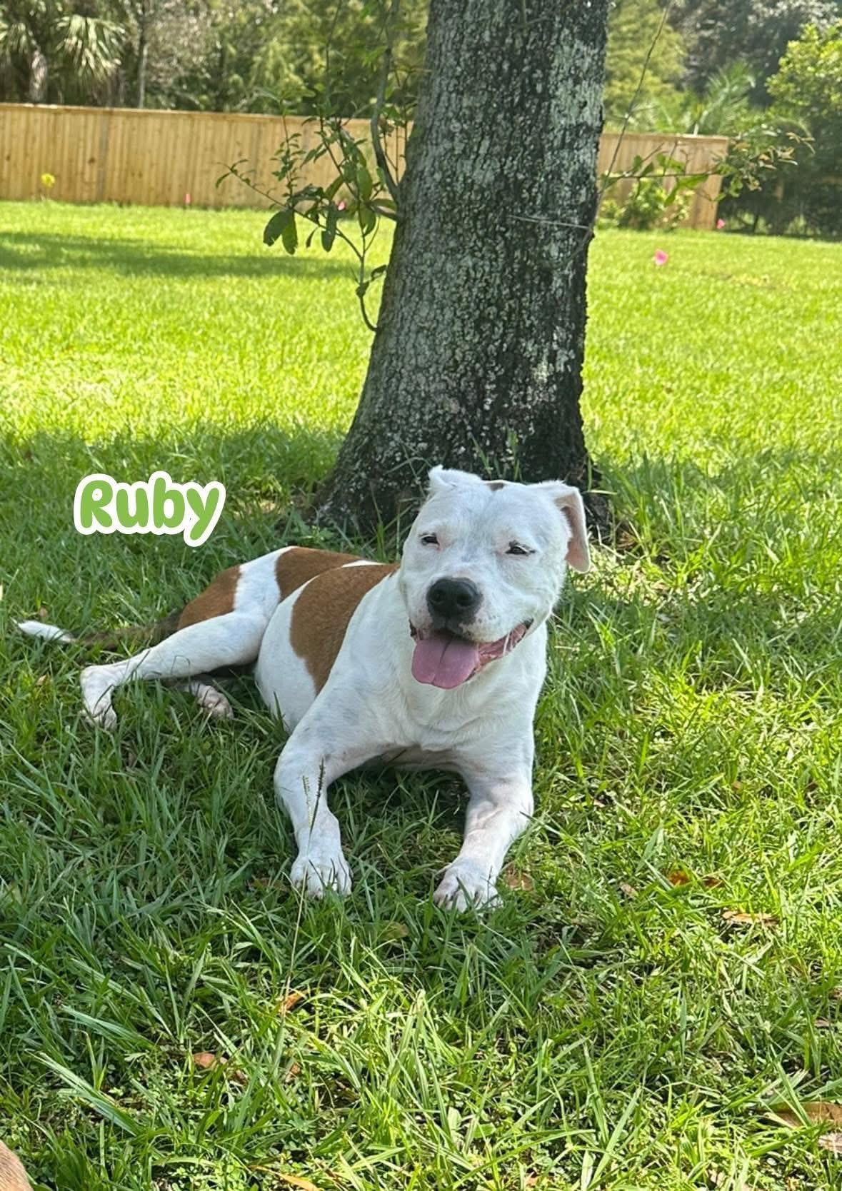 Enlarge Ruby, a Adoptable mixed breed in Port Saint Lucie, FL image 1/2