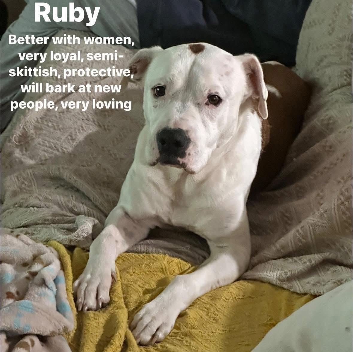 Enlarge Ruby, a Adoptable mixed breed in Port Saint Lucie, FL image 2/2