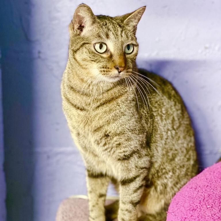 Roger, Adoptable, Adult Male Domestic Short Hair.