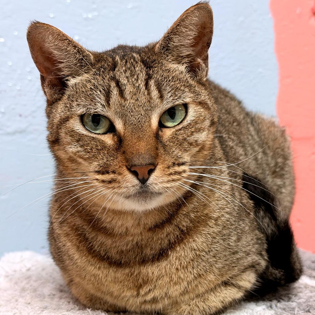 Roger, a Adoptable Domestic Short Hair in Fort Lauderdale, FL image 2/6