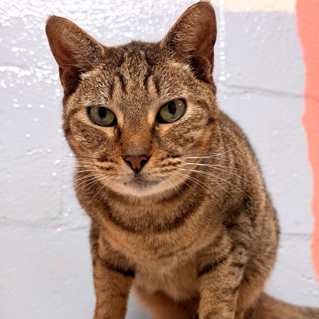 Roger, a Adoptable Domestic Short Hair in Fort Lauderdale, FL image 3/6