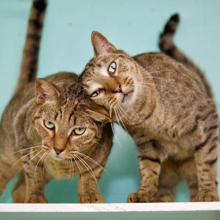 Enlarge Roger, a Adoptable Domestic Short Hair in Fort Lauderdale, FL image 2/4