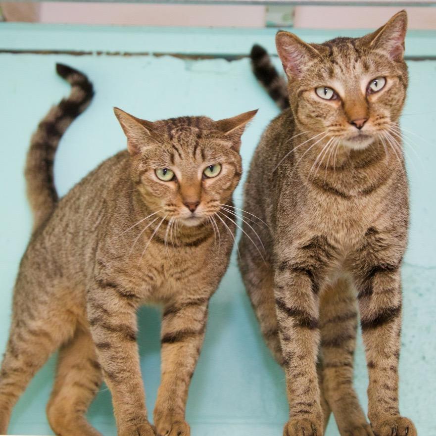 Enlarge Roger, a Adoptable Domestic Short Hair in Fort Lauderdale, FL image 3/4