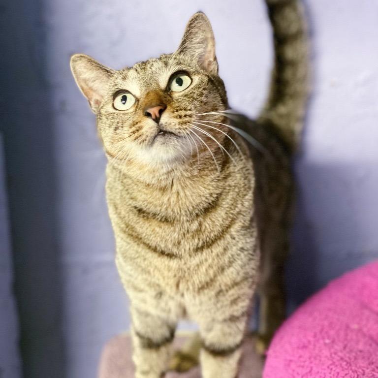 Enlarge Roger, a Adoptable Domestic Short Hair in Fort Lauderdale, FL image 4/4