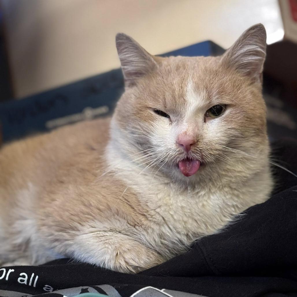 Barney, Adoptable, Adult Male Domestic Short Hair.