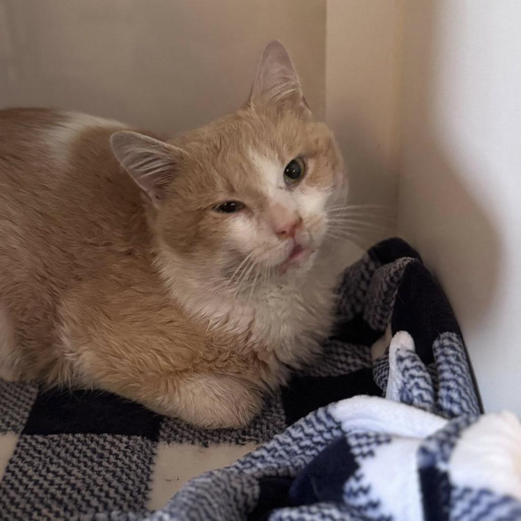 Enlarge Barney, a Adoptable Domestic Short Hair in Middletown, OH image 2/3