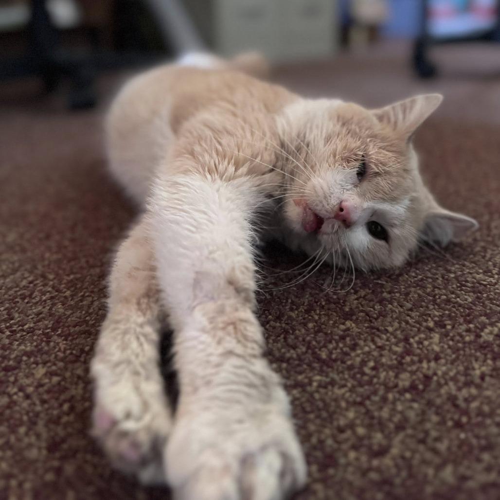 Enlarge Barney, a Adoptable Domestic Short Hair in Middletown, OH image 3/3