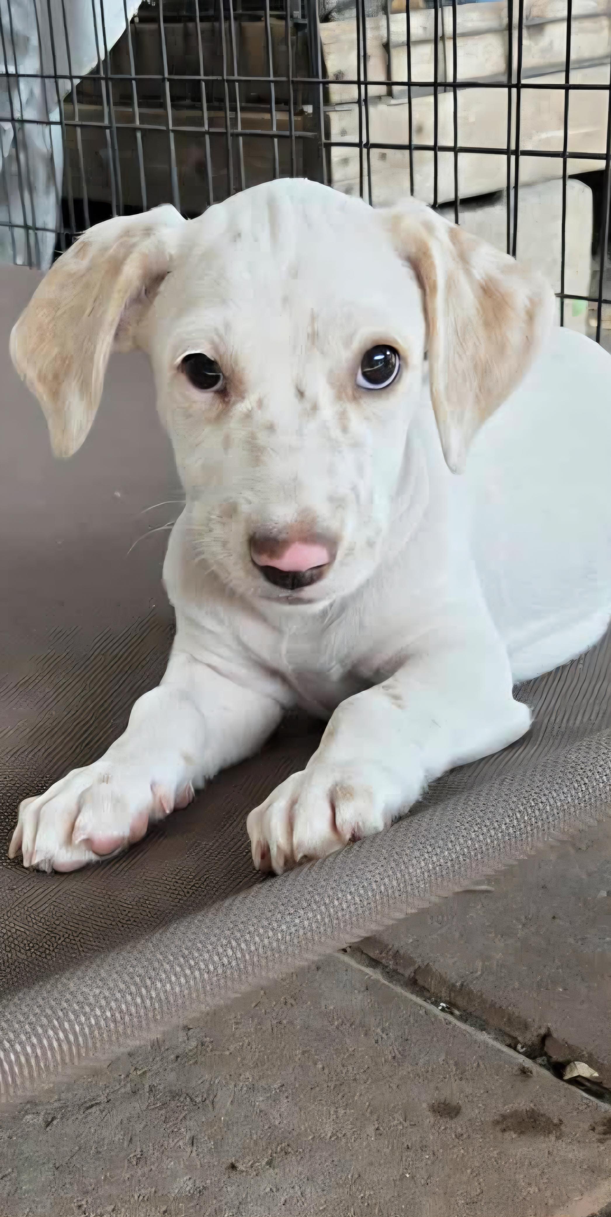 Enlarge Mellie, a Adopted mixed breed in Guilford, CT image 5/5