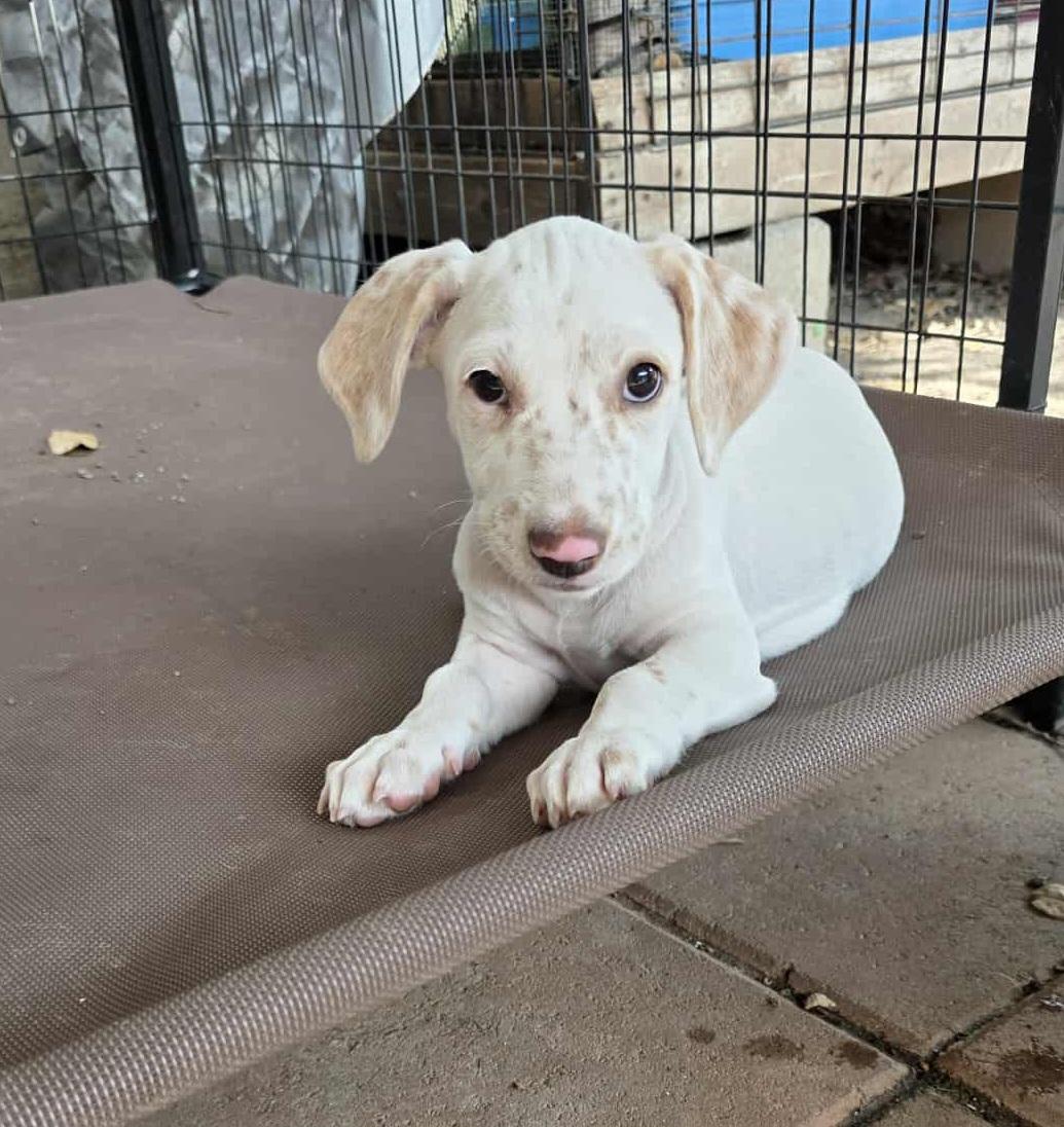 Mellie, Adopted, Puppy Male Dachshund & Beagle.