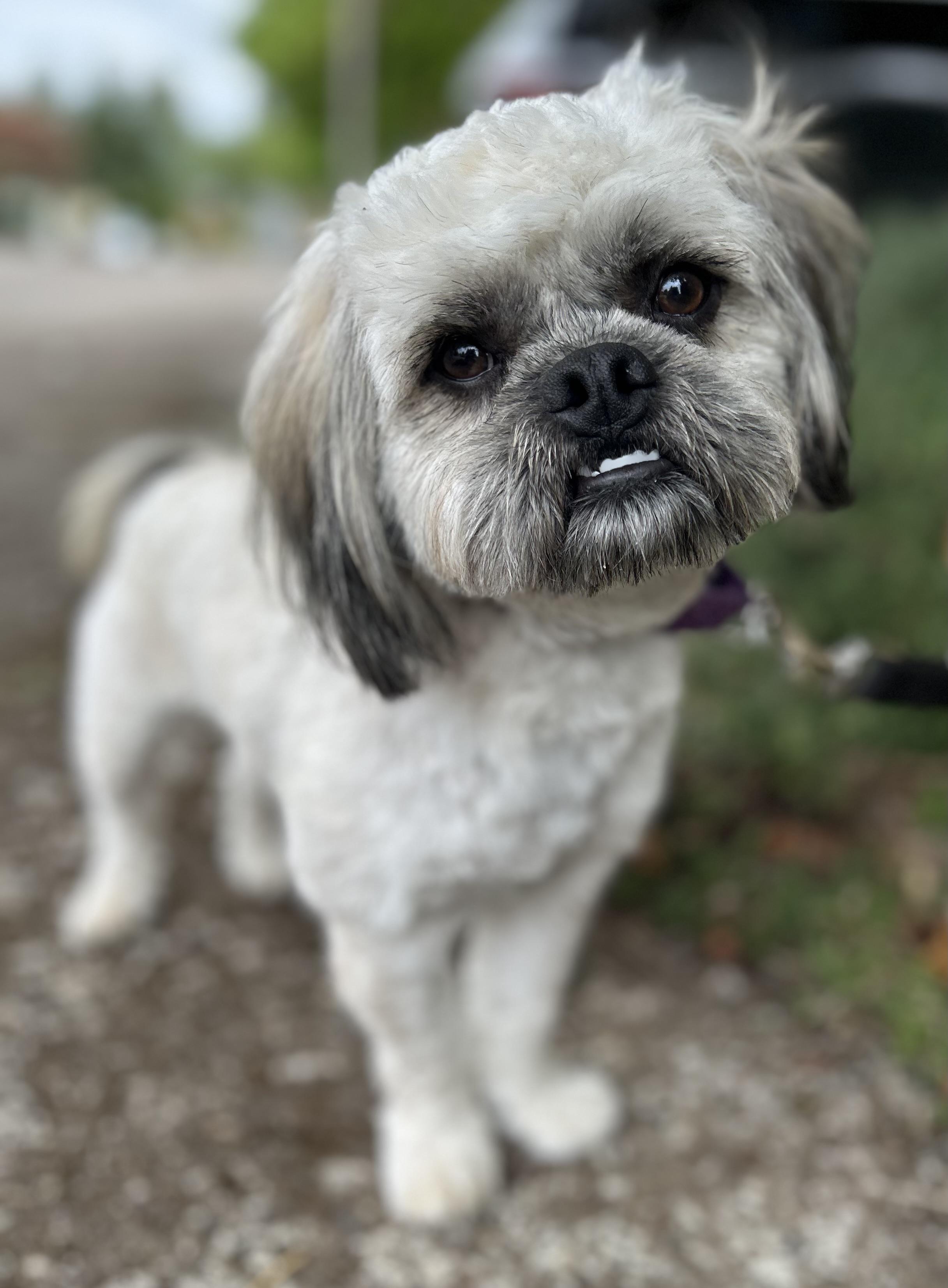 Prince, Adoptable, Young Male Shih Tzu & Pug.