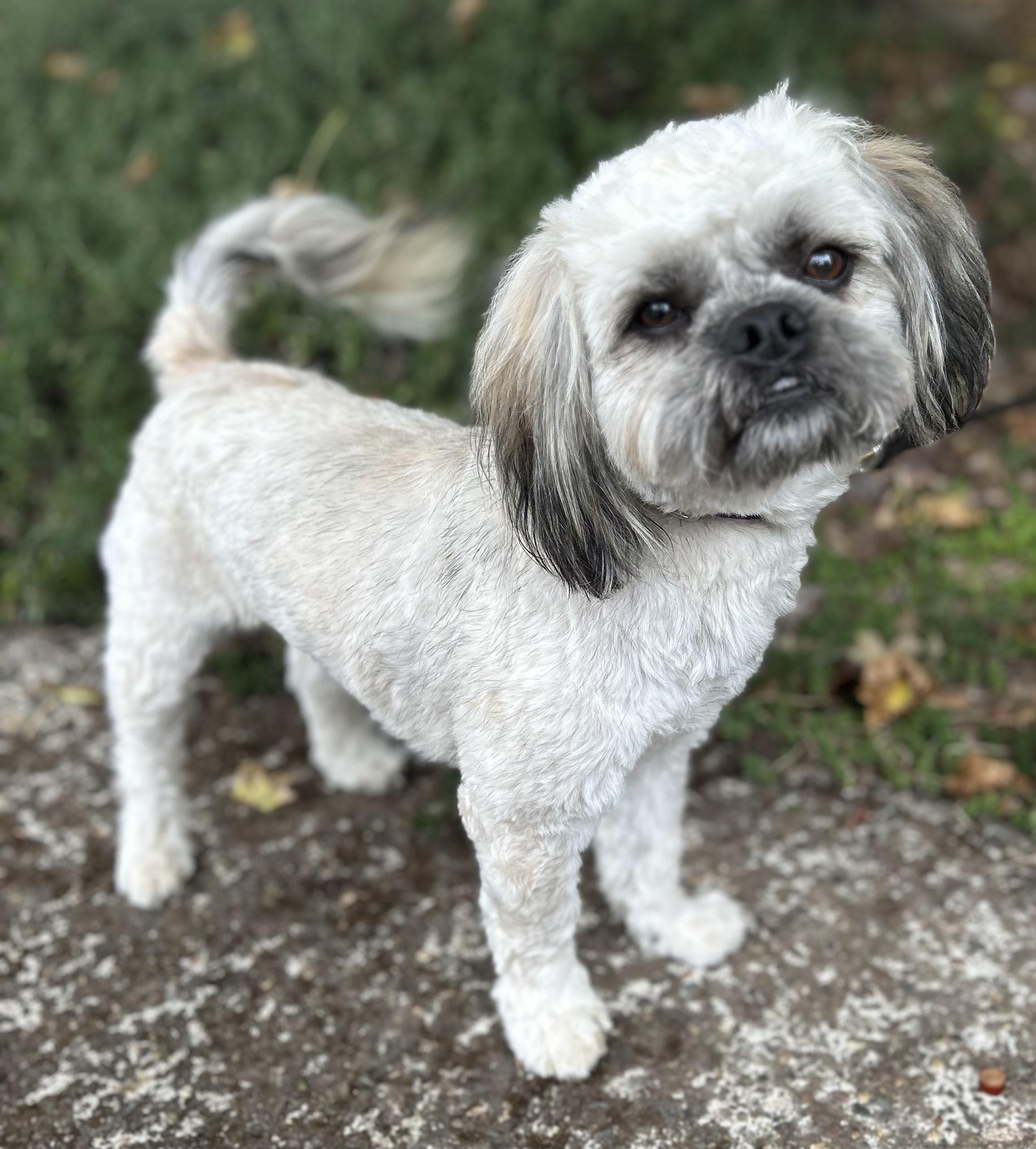 Enlarge Prince, a Adoptable mixed breed in Tigard, OR image 4/5