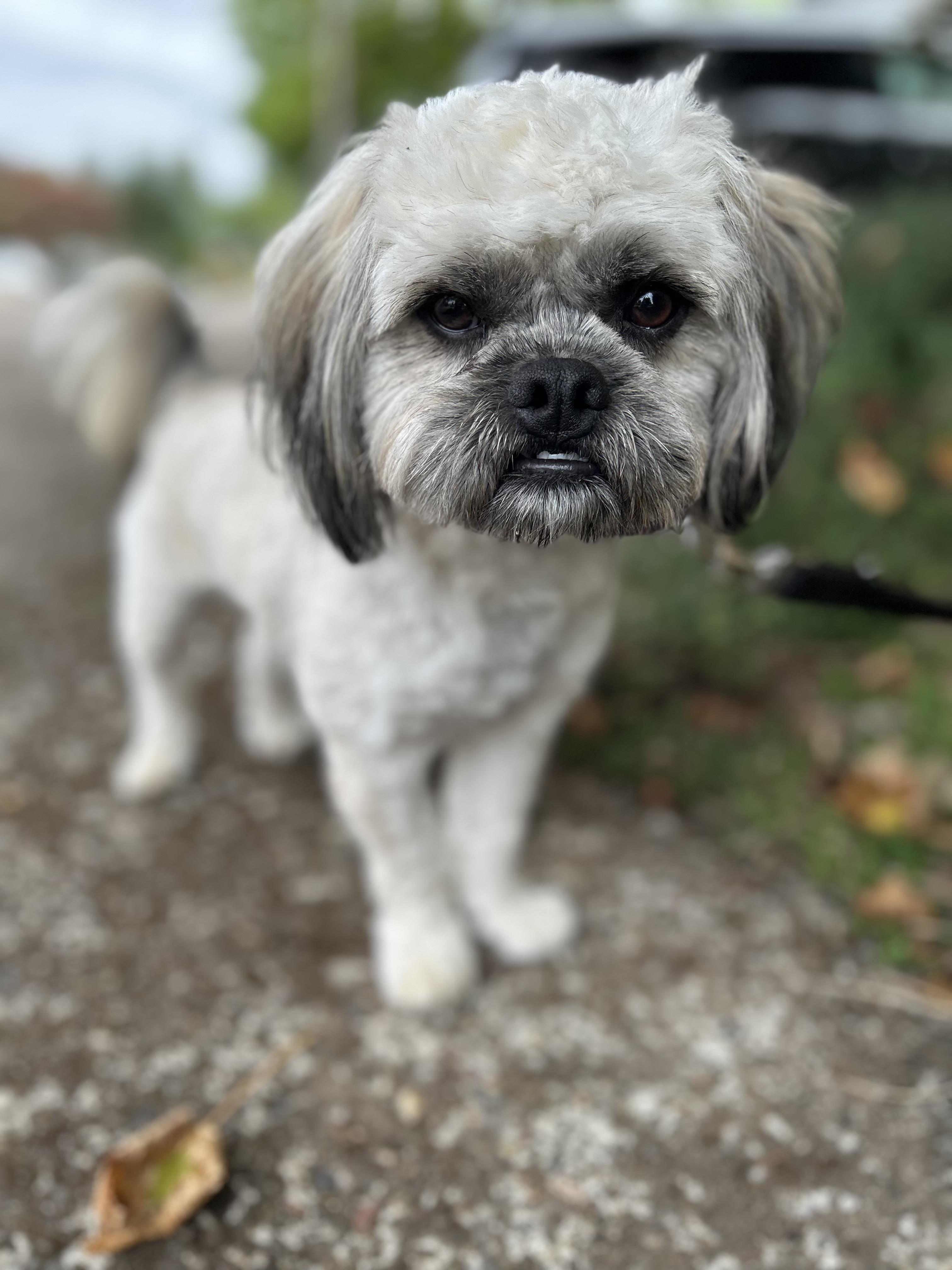 Enlarge Prince, a Adoptable mixed breed in Tigard, OR image 5/5
