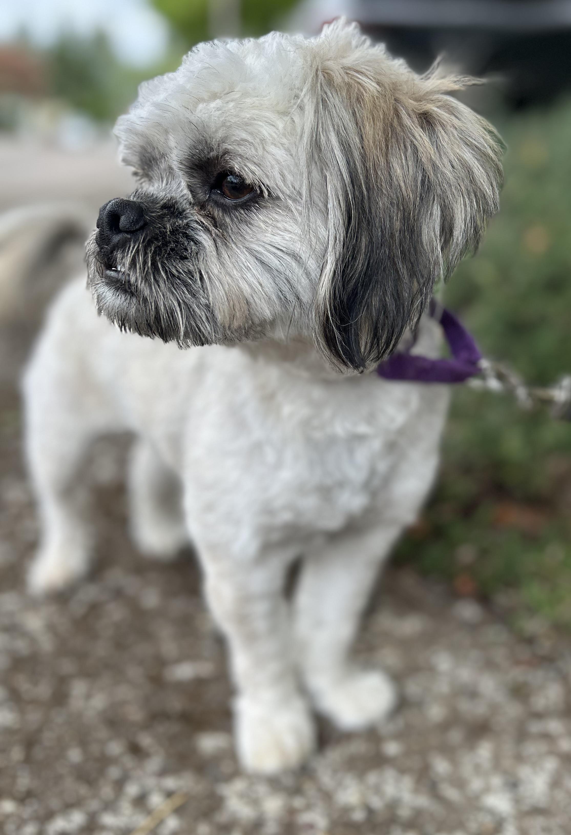Enlarge Prince, a Adoptable mixed breed in Tigard, OR image 3/5