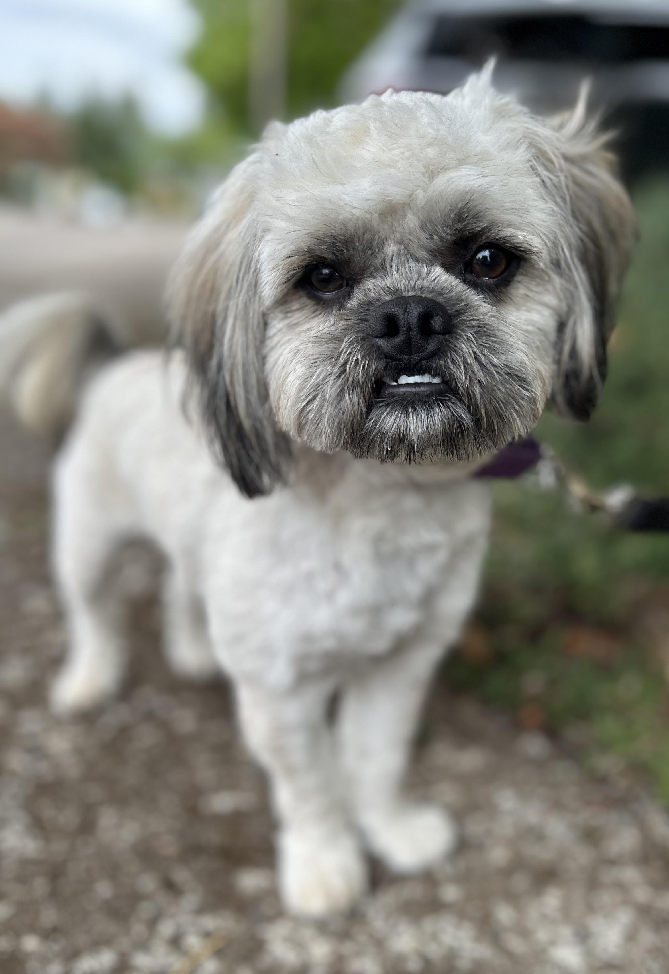 Enlarge Prince, a Adoptable mixed breed in Tigard, OR image 2/5
