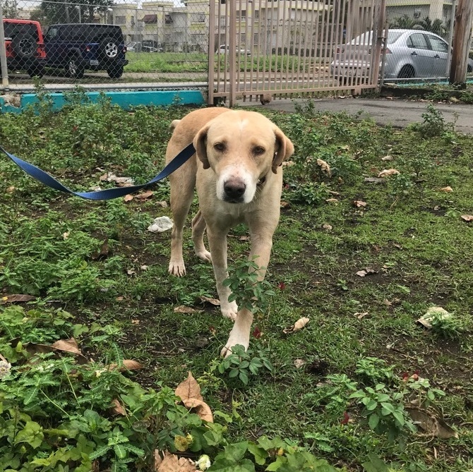 Lorna, a Adoptable mixed breed in San Juan, PR image 1/3