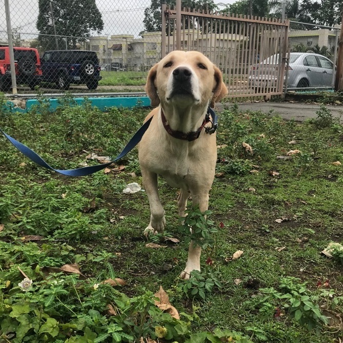 Lorna, a Adoptable mixed breed in San Juan, PR image 2/3