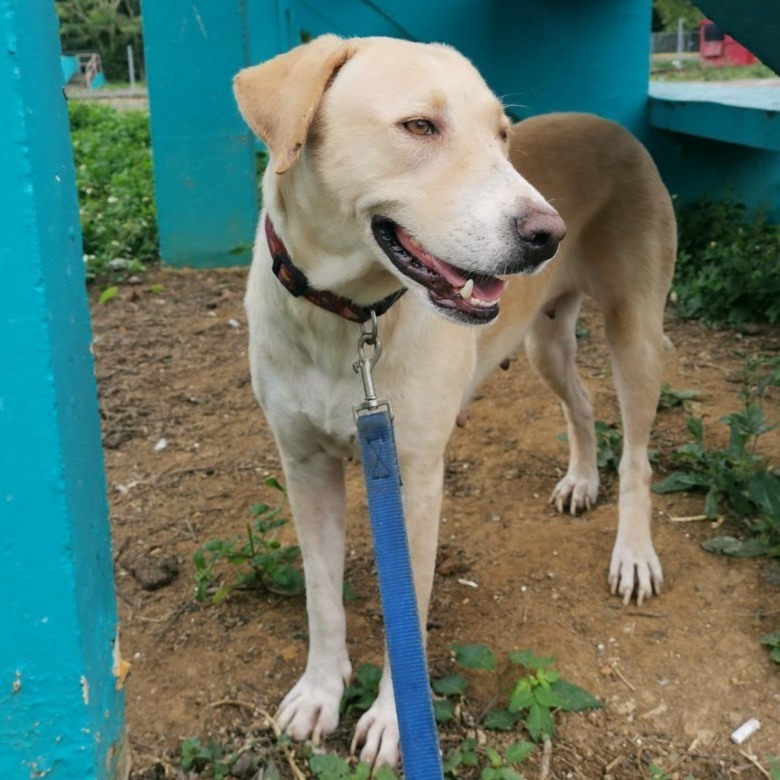 Lorna, a Adoptable mixed breed in San Juan, PR image 3/3