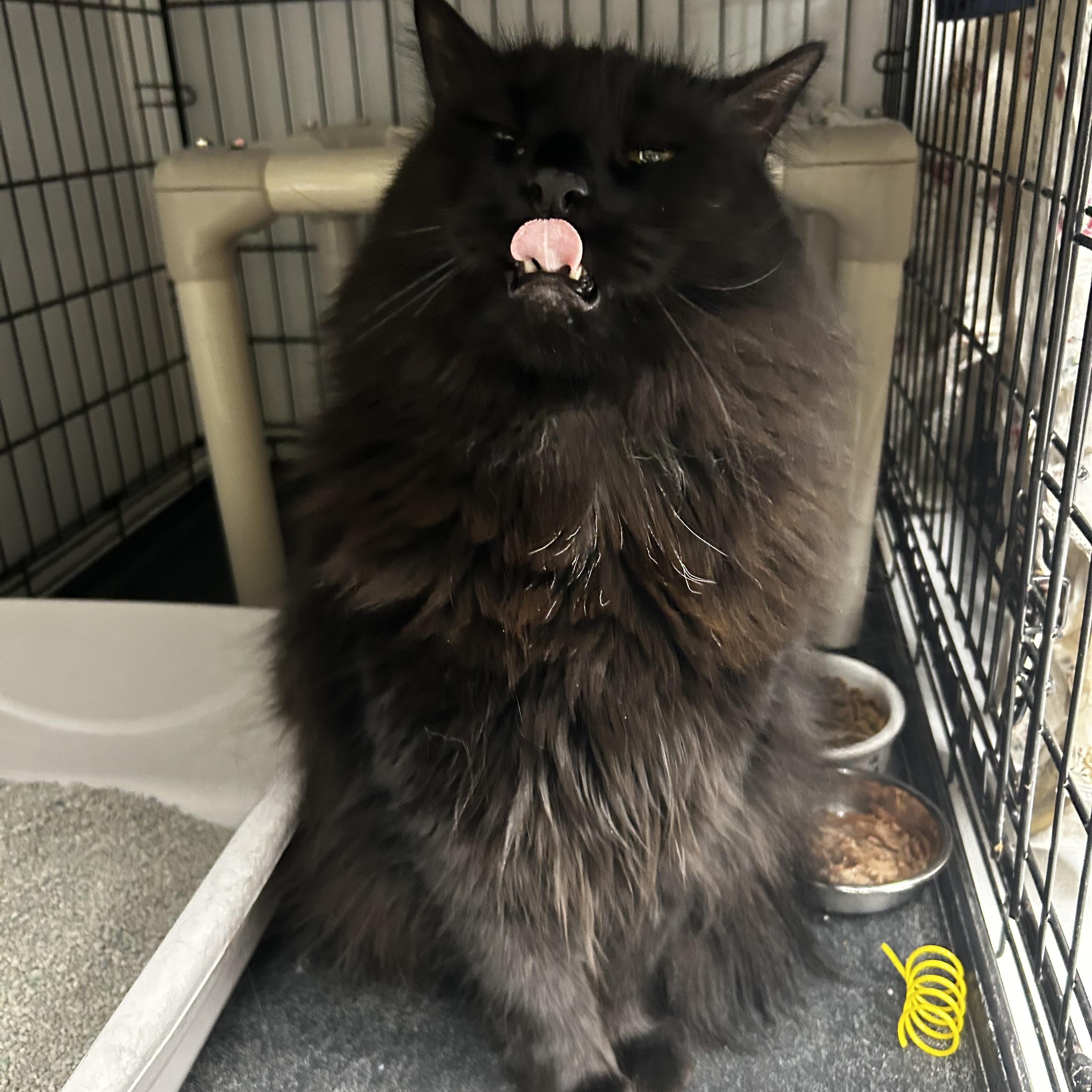 Tex Mex, ADOPTABLE, Adult Male Domestic Long Hair.