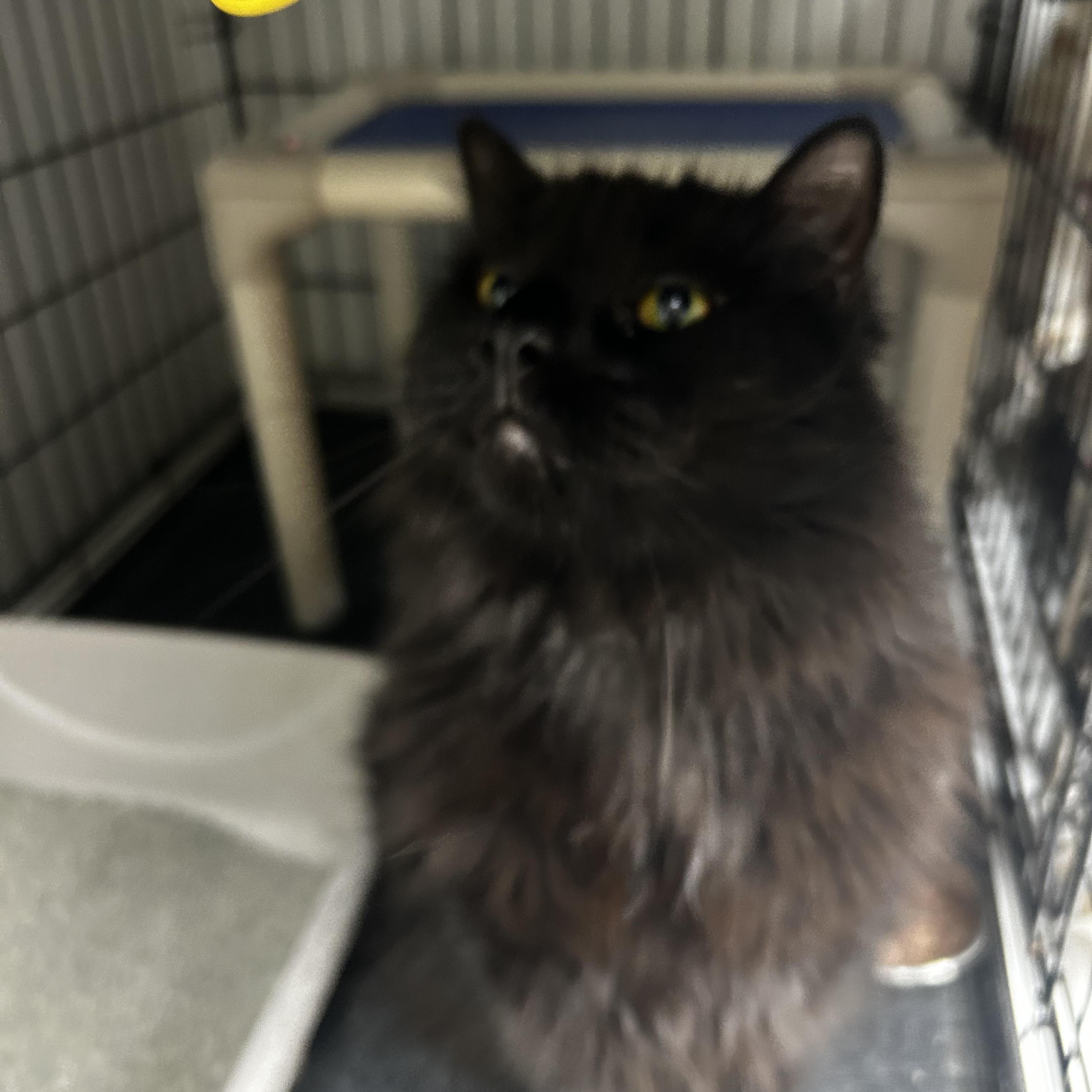 Enlarge Tex Mex, a ADOPTABLE Domestic Long Hair in Cape May, NJ image 2/2