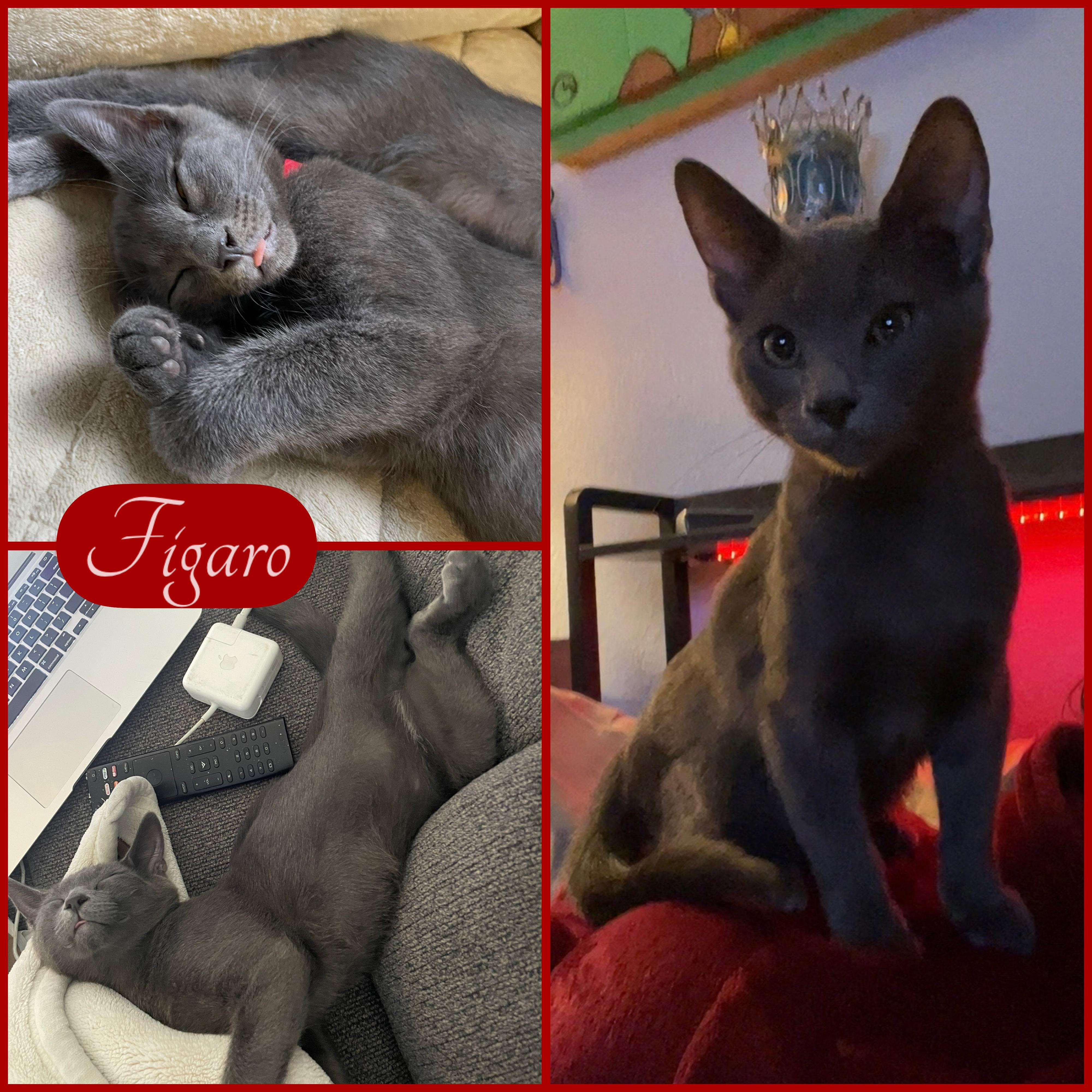 Figaro, adopted, Kitten Male Russian Blue & Domestic Short Hair.