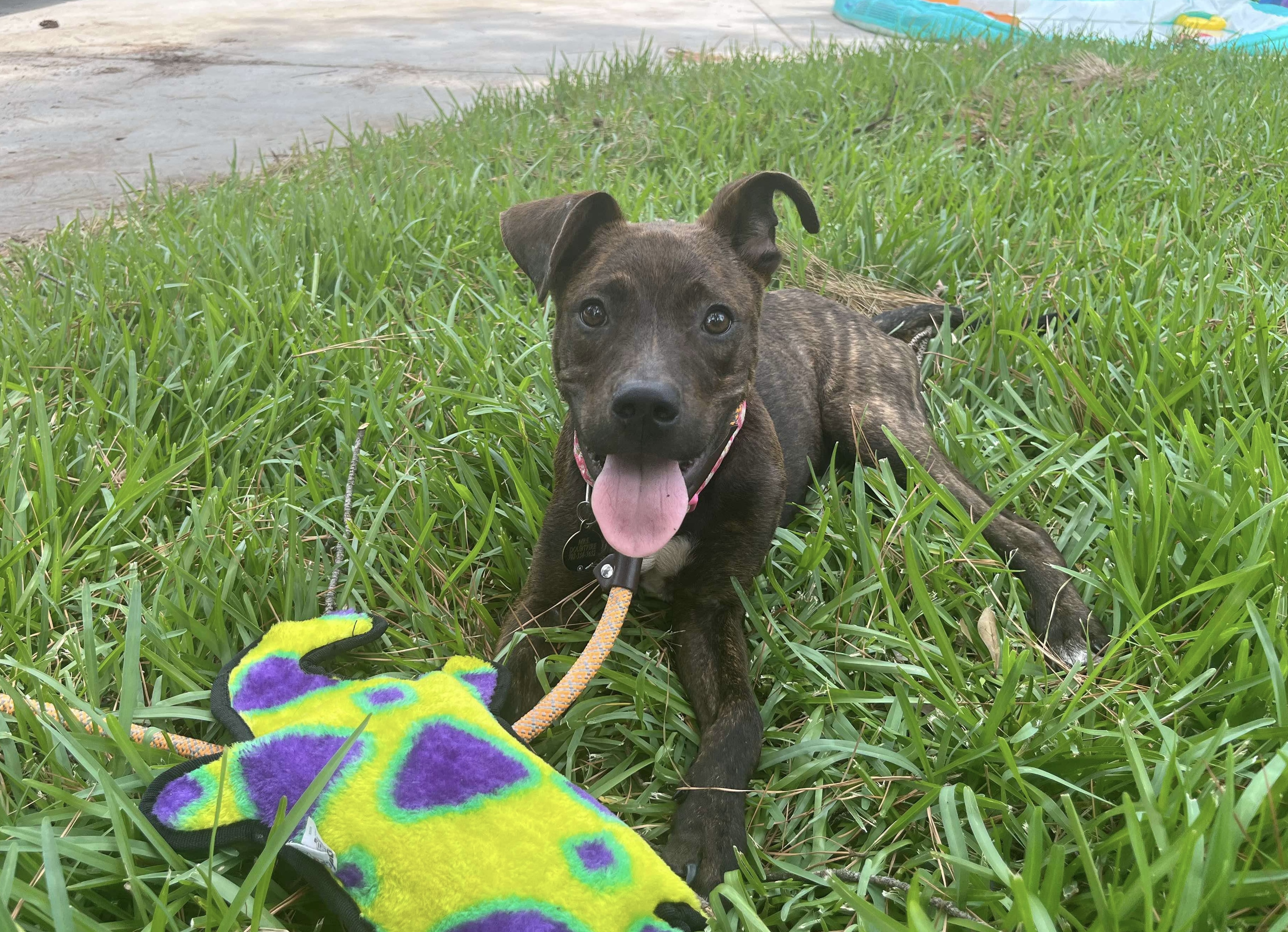 Dino, a Adopted Plott Hound in Humble, TX image 2/4