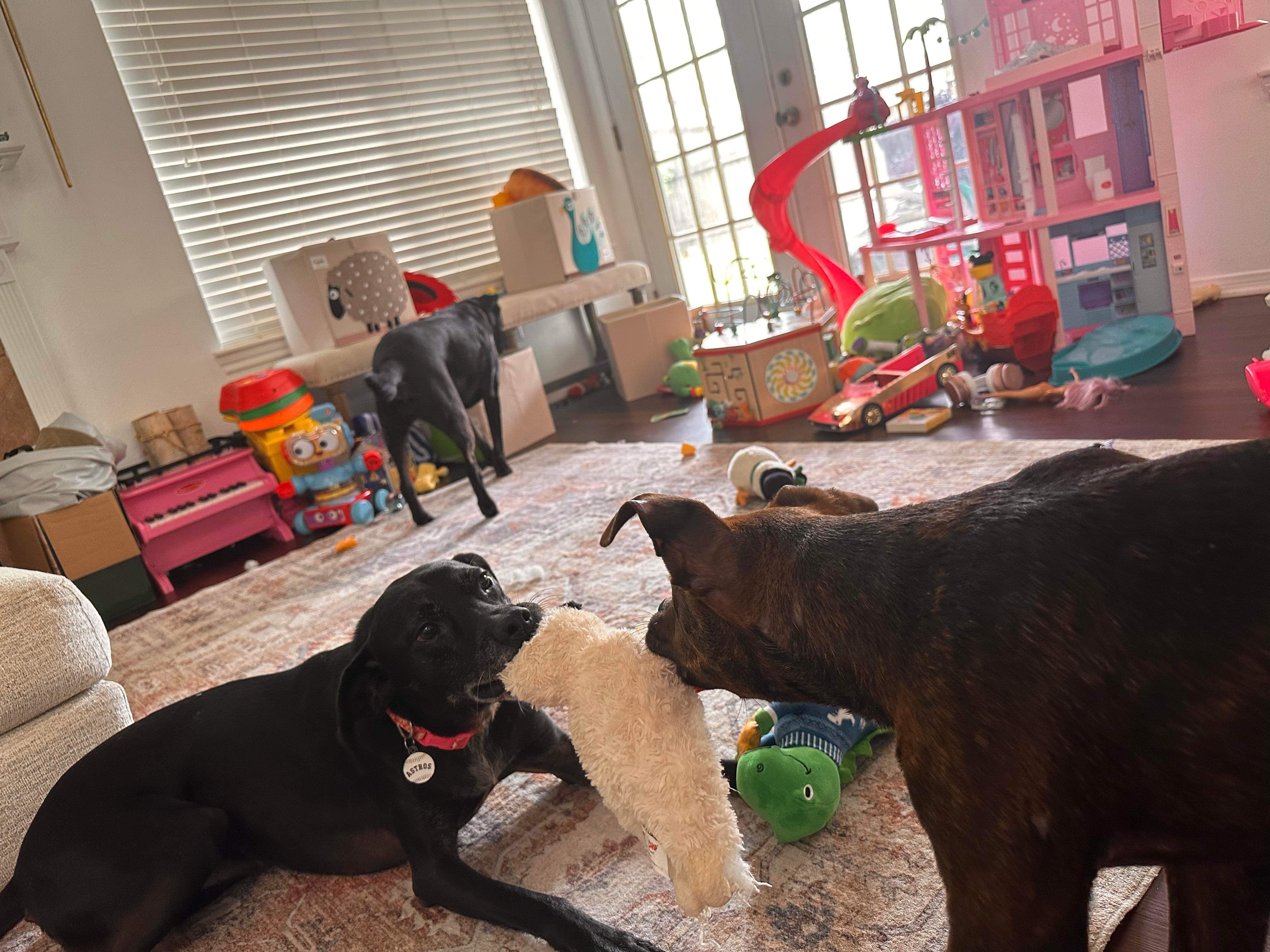 Dino, a Adopted Plott Hound in Humble, TX image 3/4