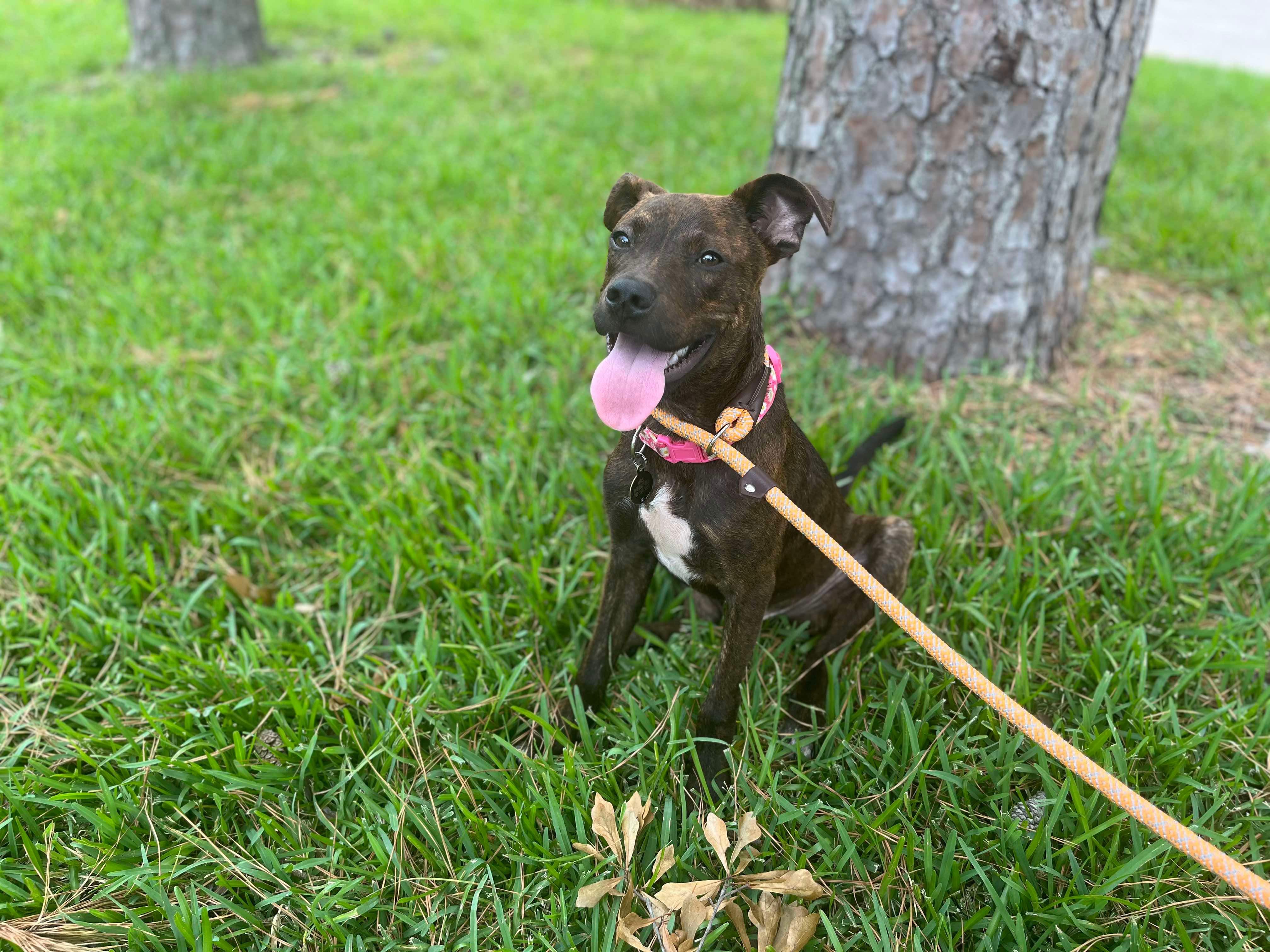 Dino, a Adopted Plott Hound in Humble, TX image 1/4